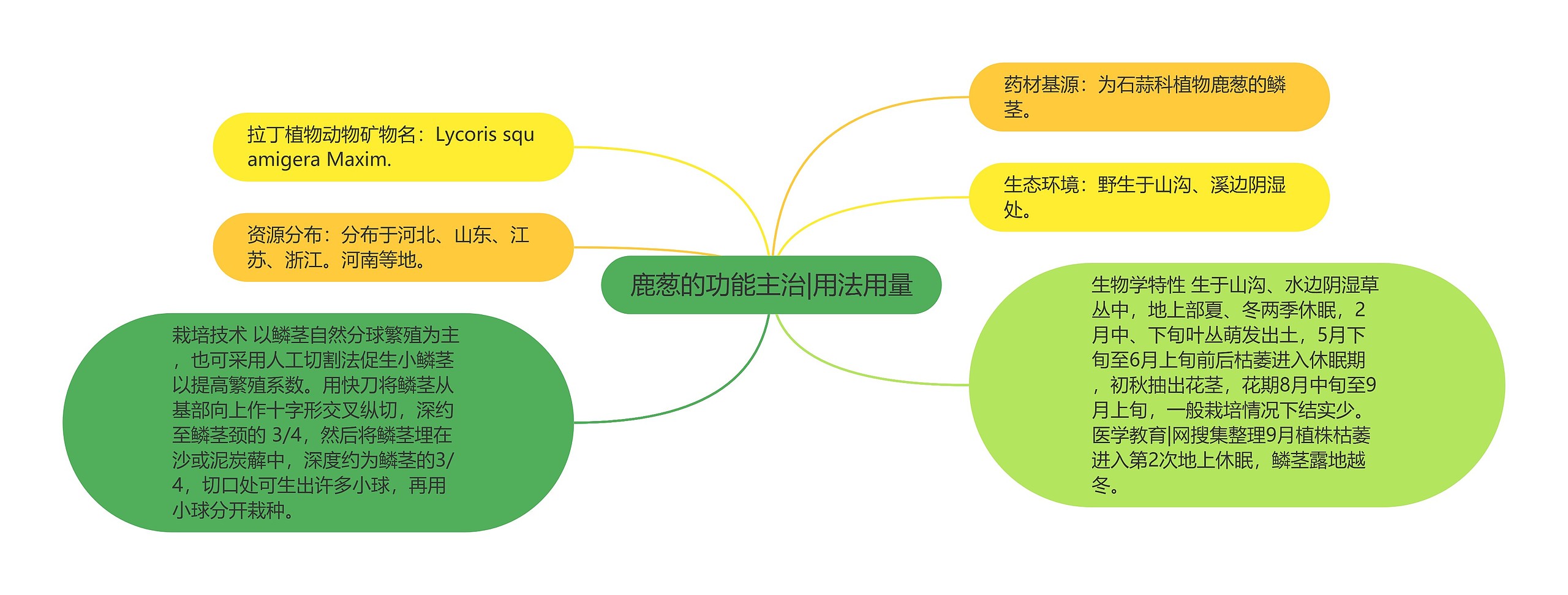 鹿葱的功能主治|用法用量思维导图