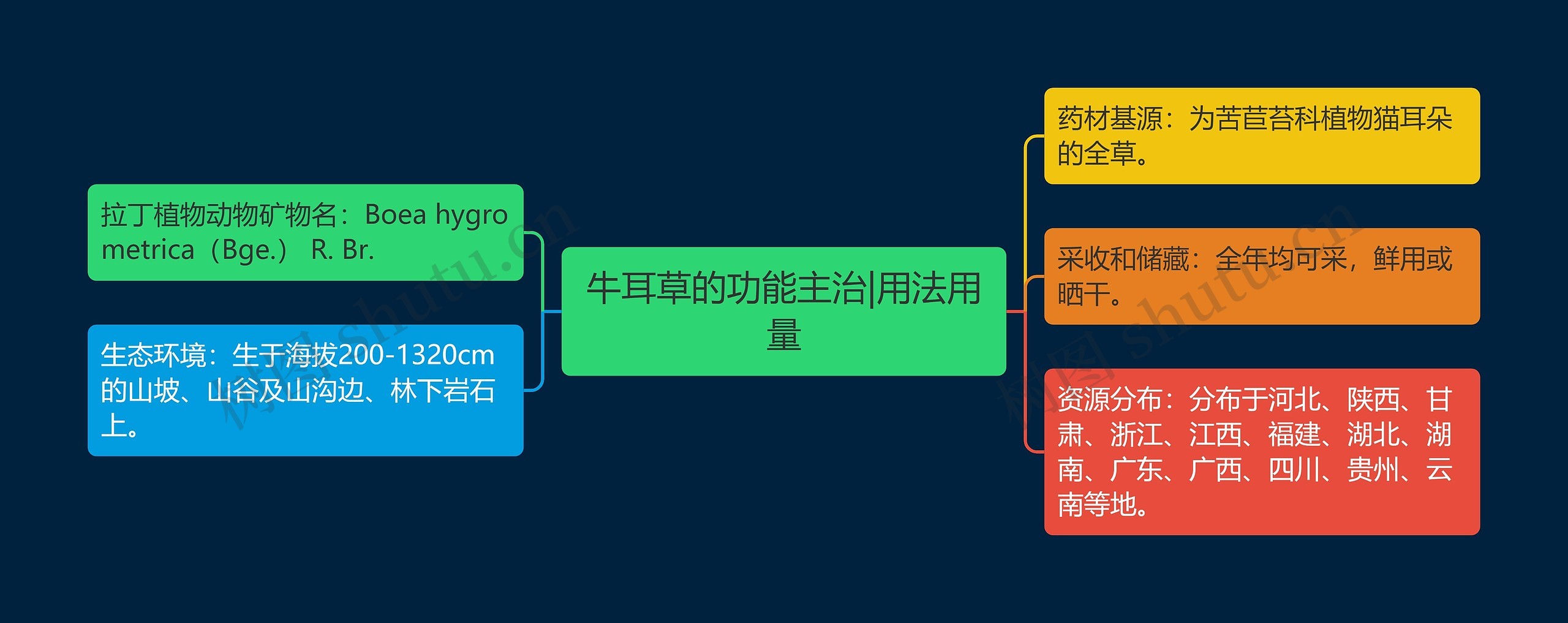 牛耳草的功能主治|用法用量 牛耳草的功能主治|用法用量