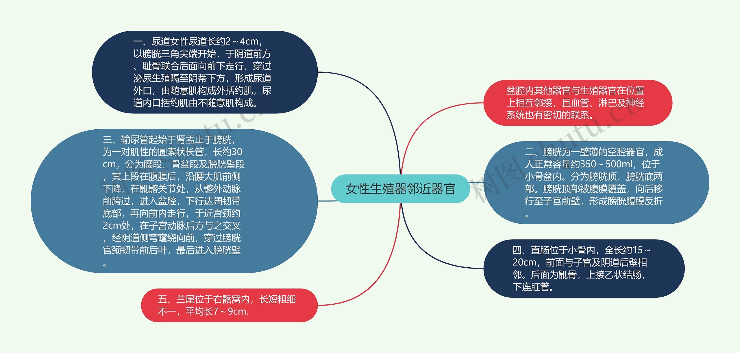 女性生殖器邻近器官思维导图