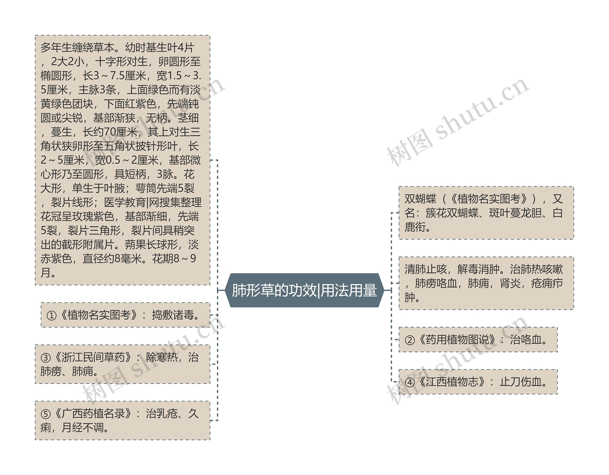 肺形草的功效|用法用量思维导图