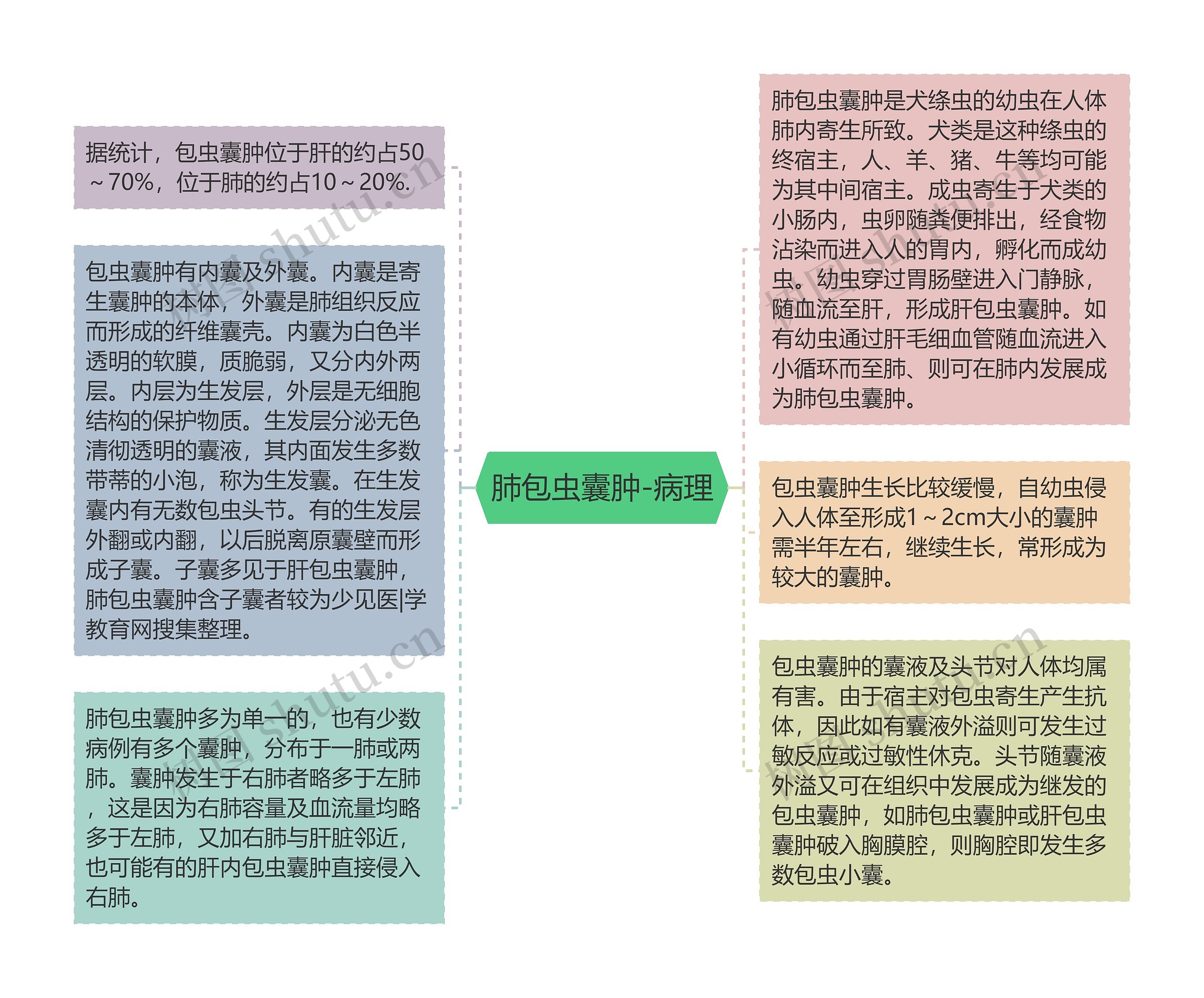 肺包虫囊肿-病理思维导图