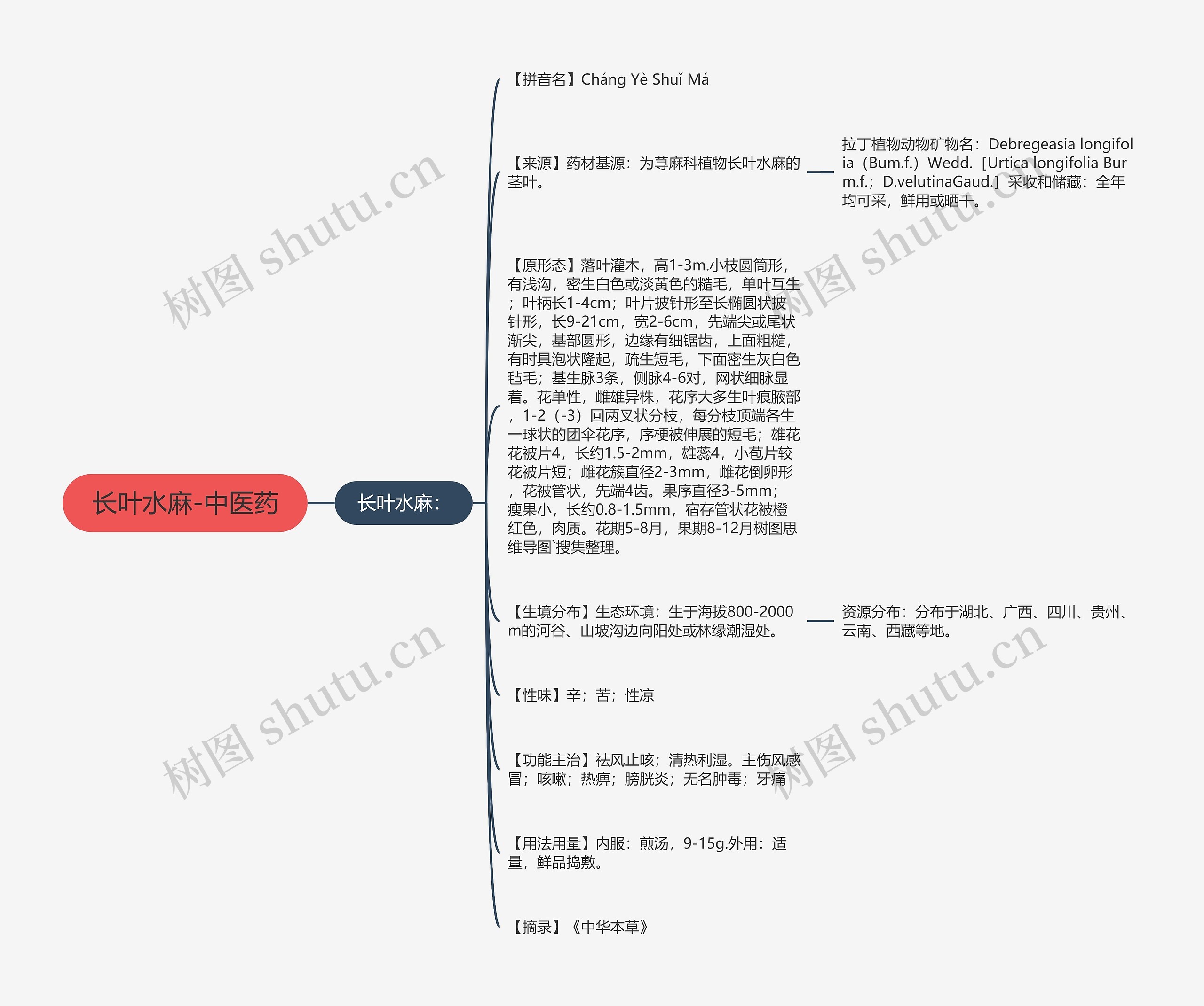 长叶水麻-中医药思维导图
