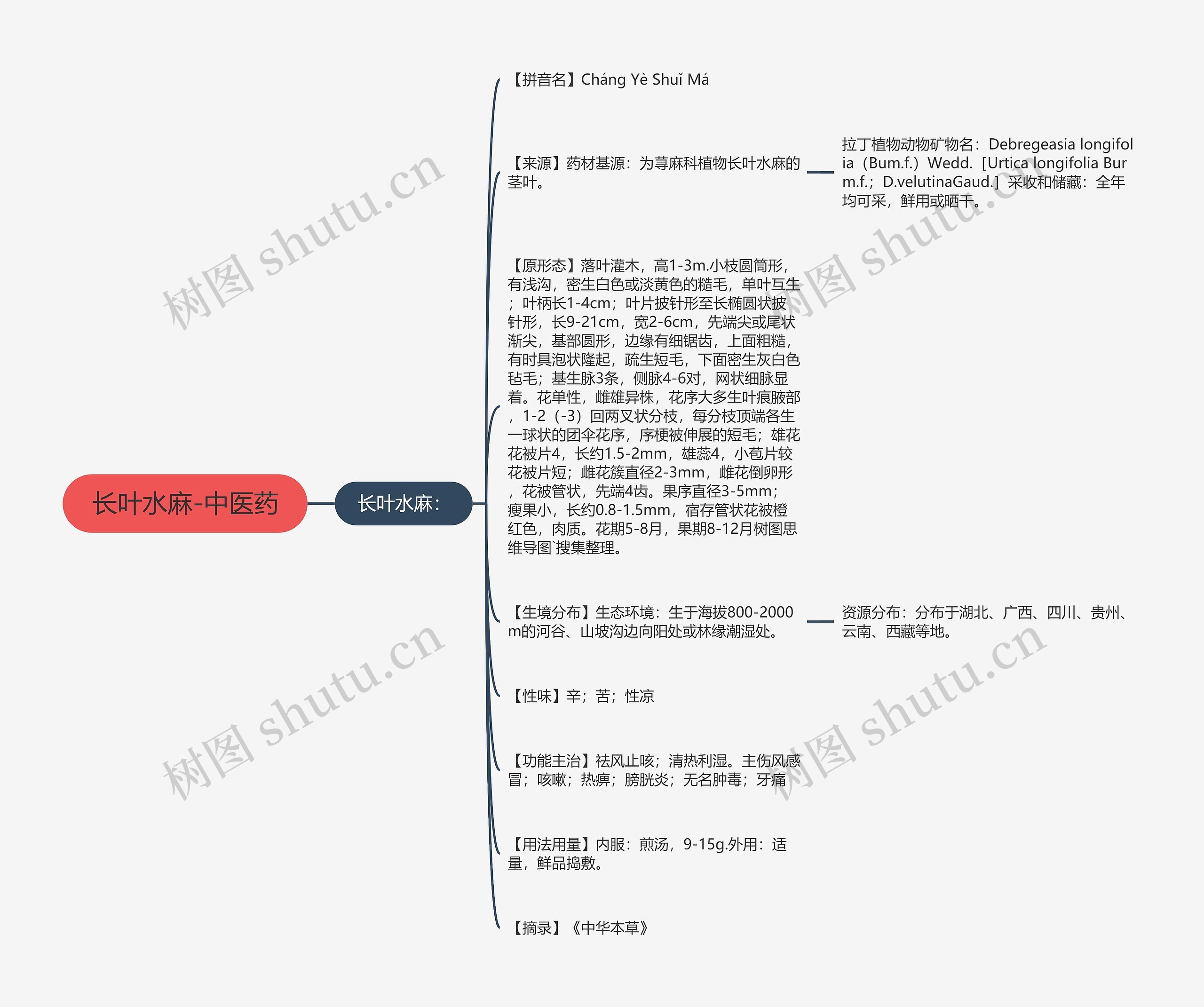 长叶水麻-中医药 长叶水麻-中医药