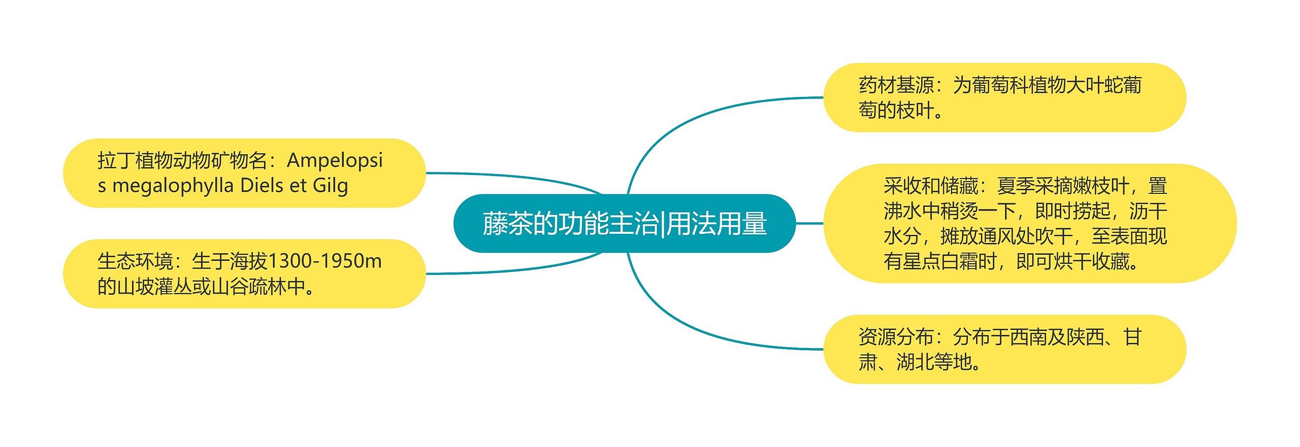 藤茶的功能主治|用法用量思维导图