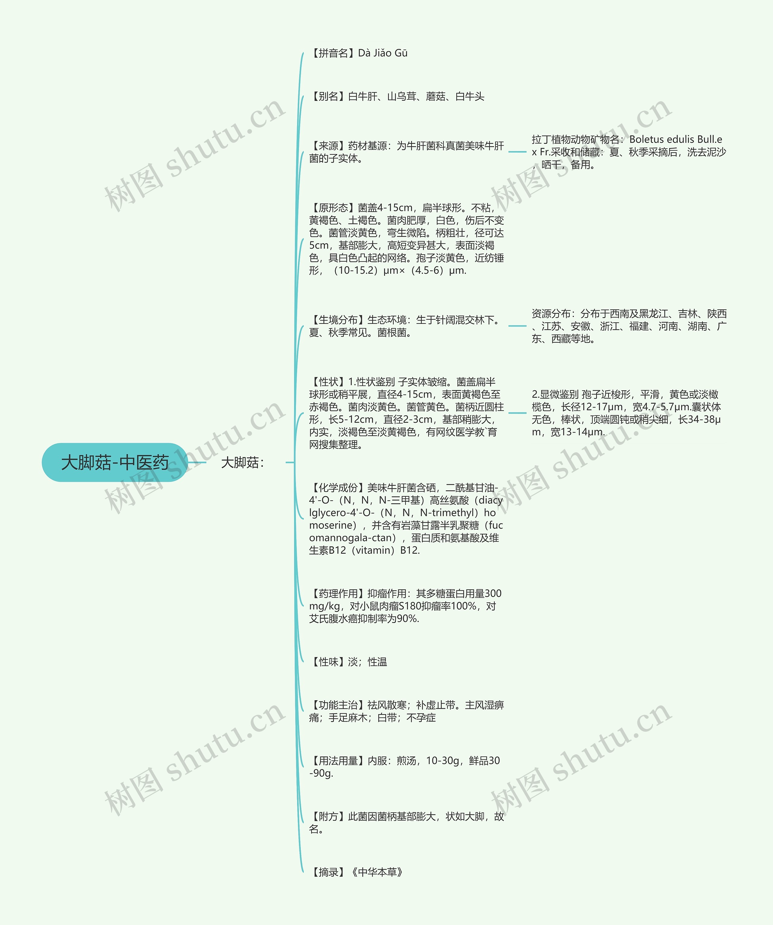 大脚菇-中医药思维导图