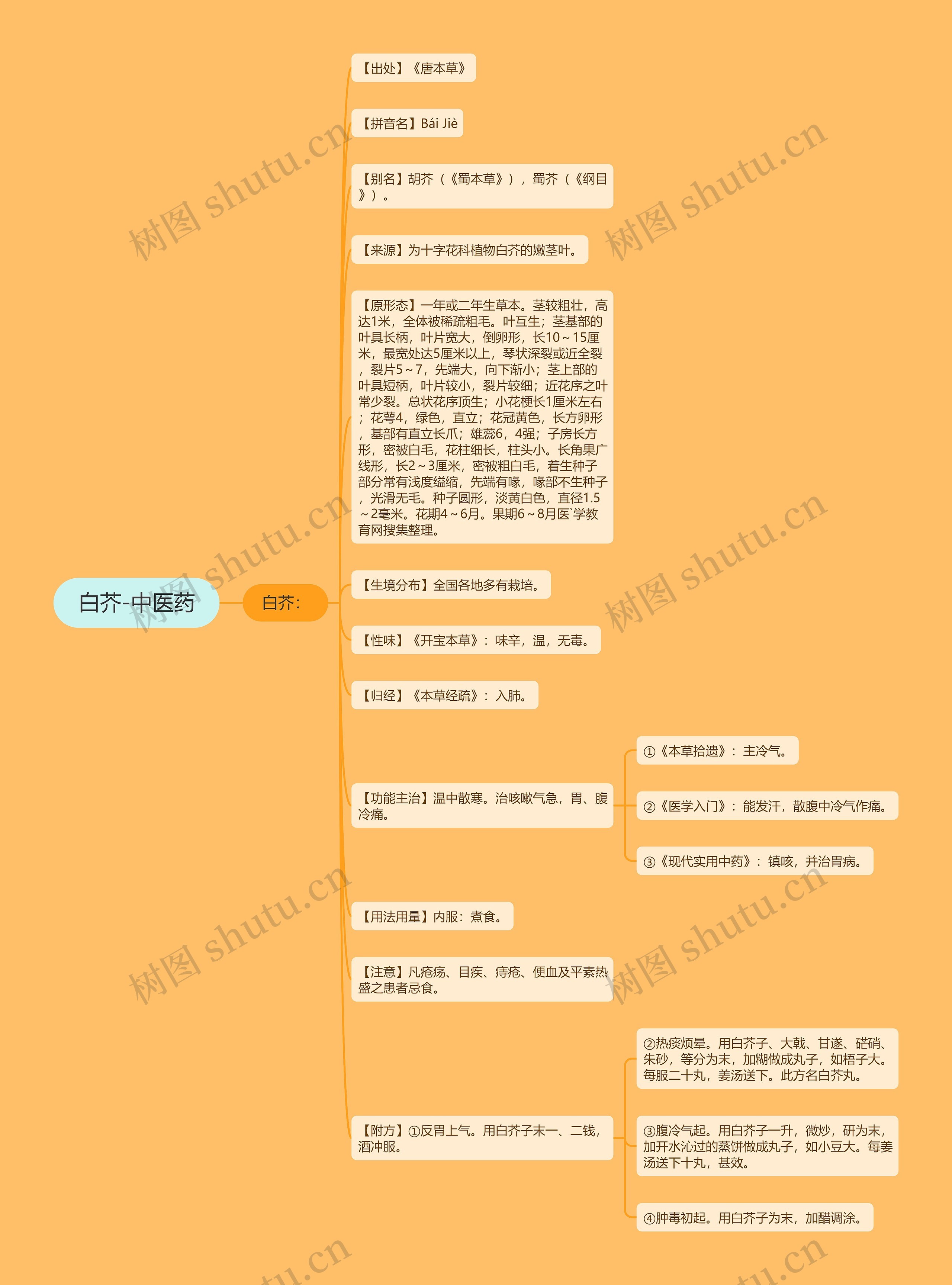 白芥-中医药思维导图