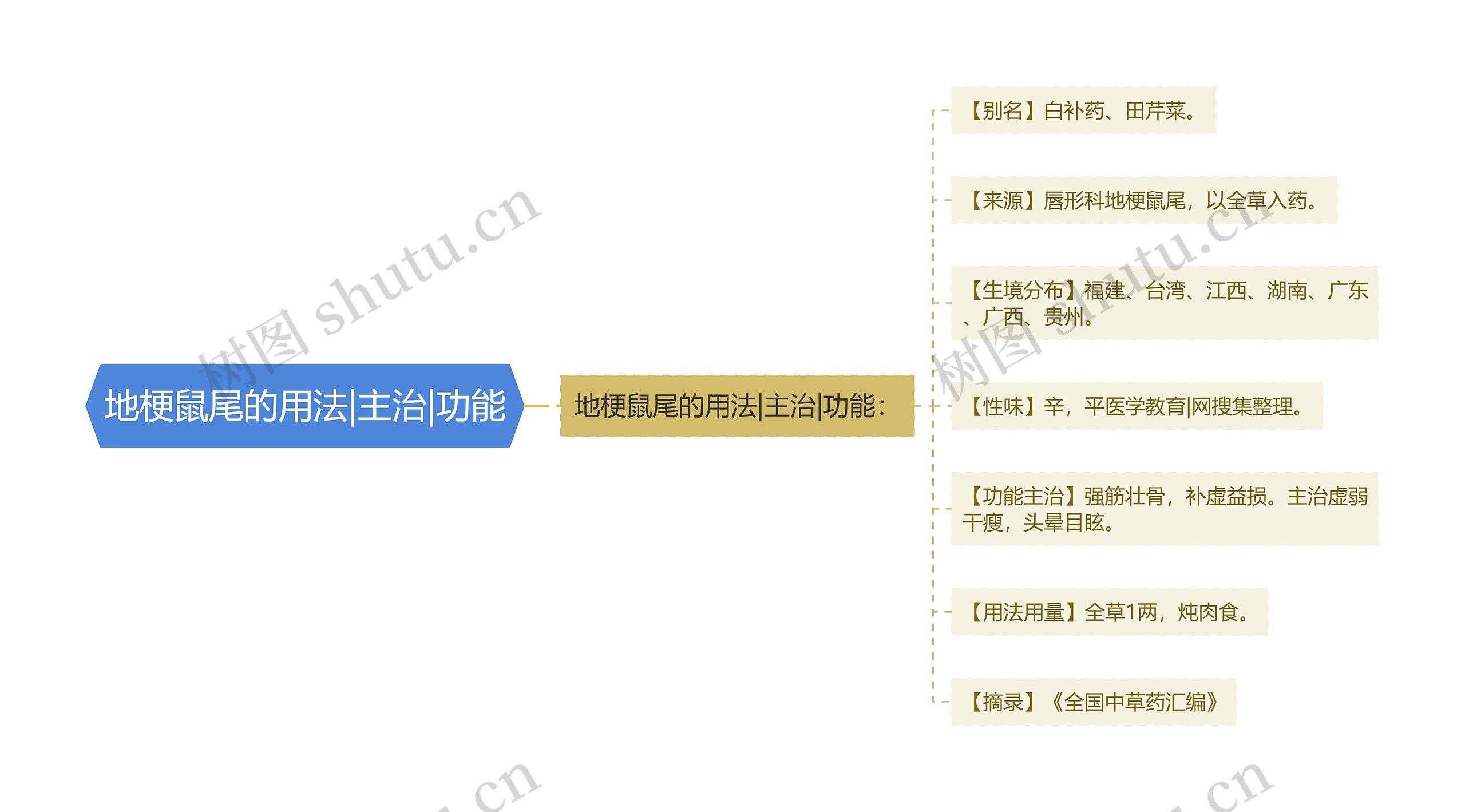 地梗鼠尾的用法|主治|功能思维导图