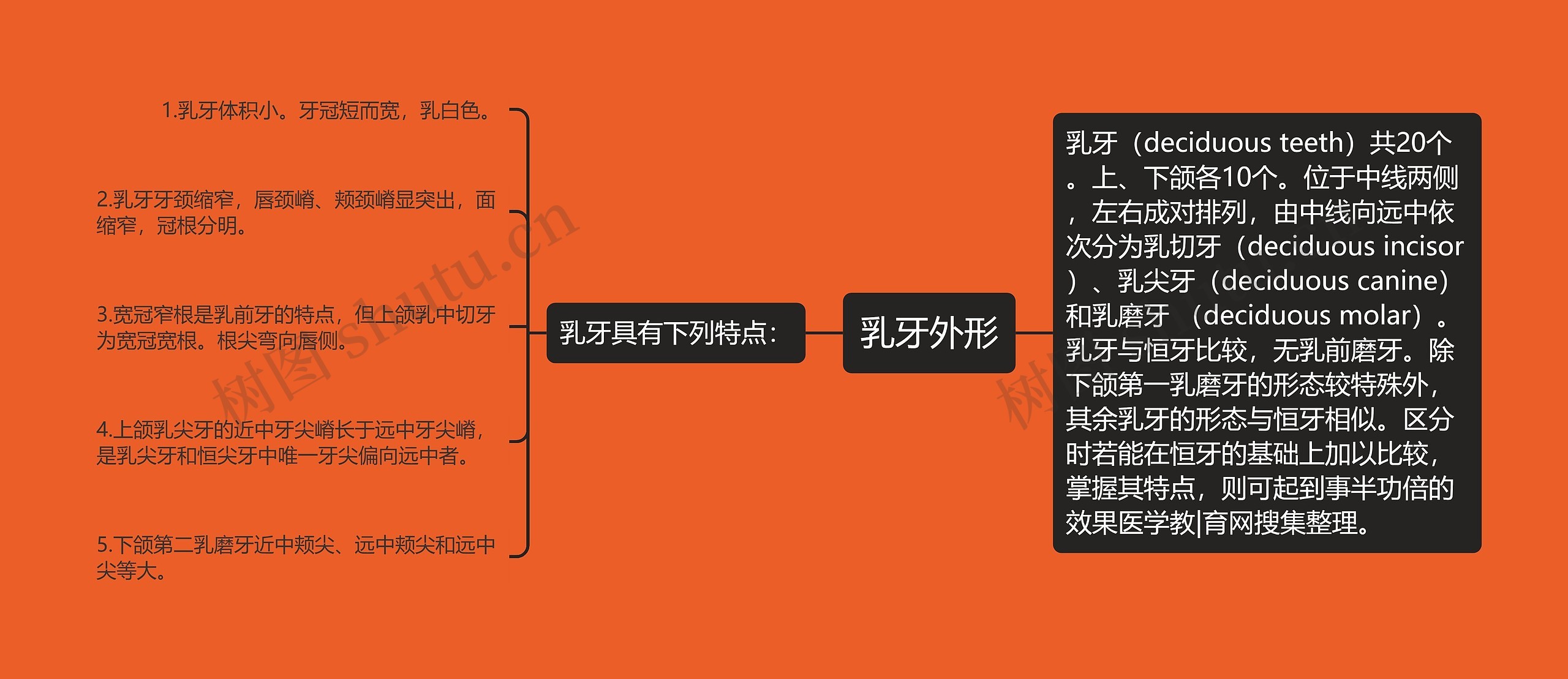 乳牙外形思维导图