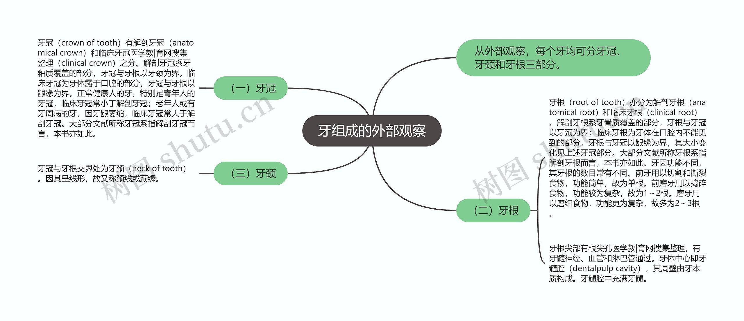 牙组成的外部观察思维导图