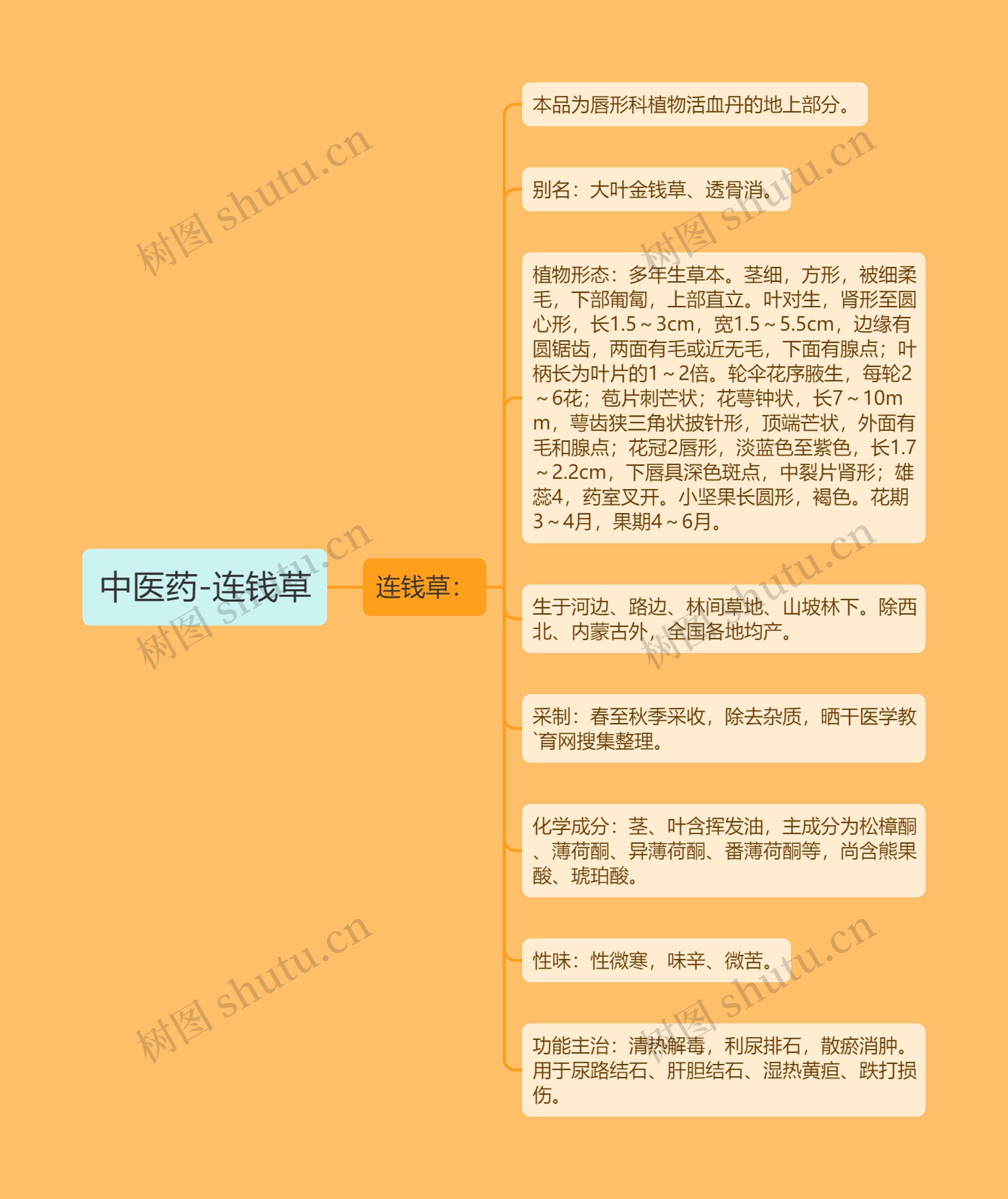 中医药-连钱草 中医药-连钱草