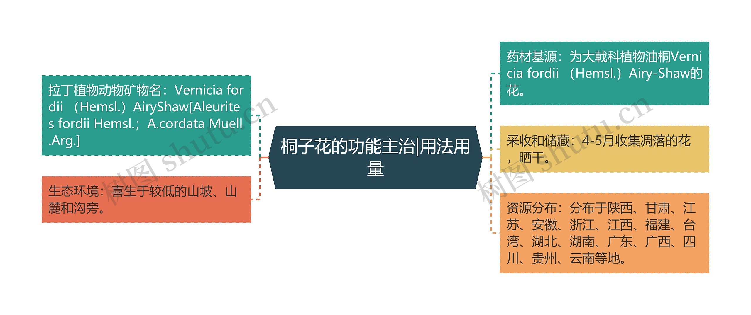 桐子花的功能主治|用法用量思维导图