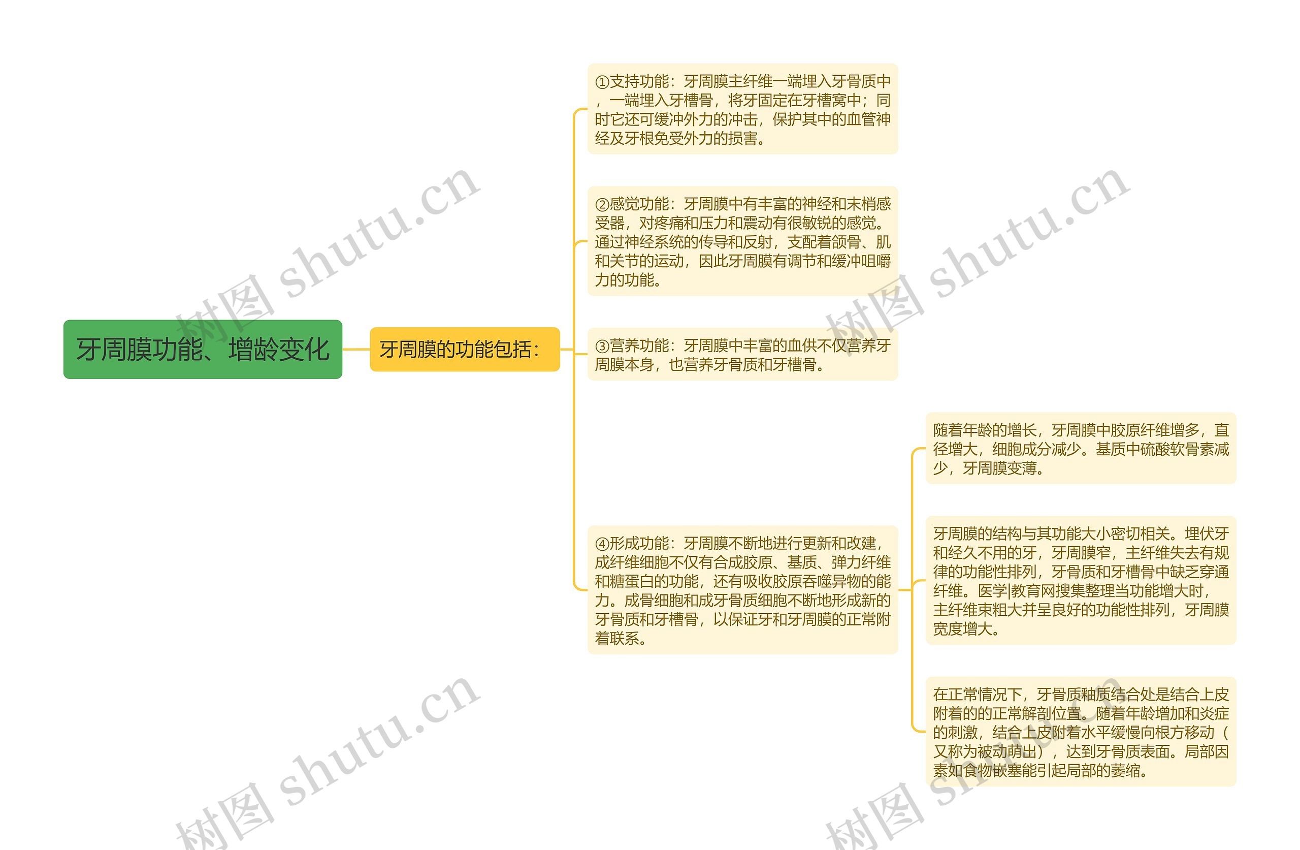 牙周膜功能、增龄变化思维导图