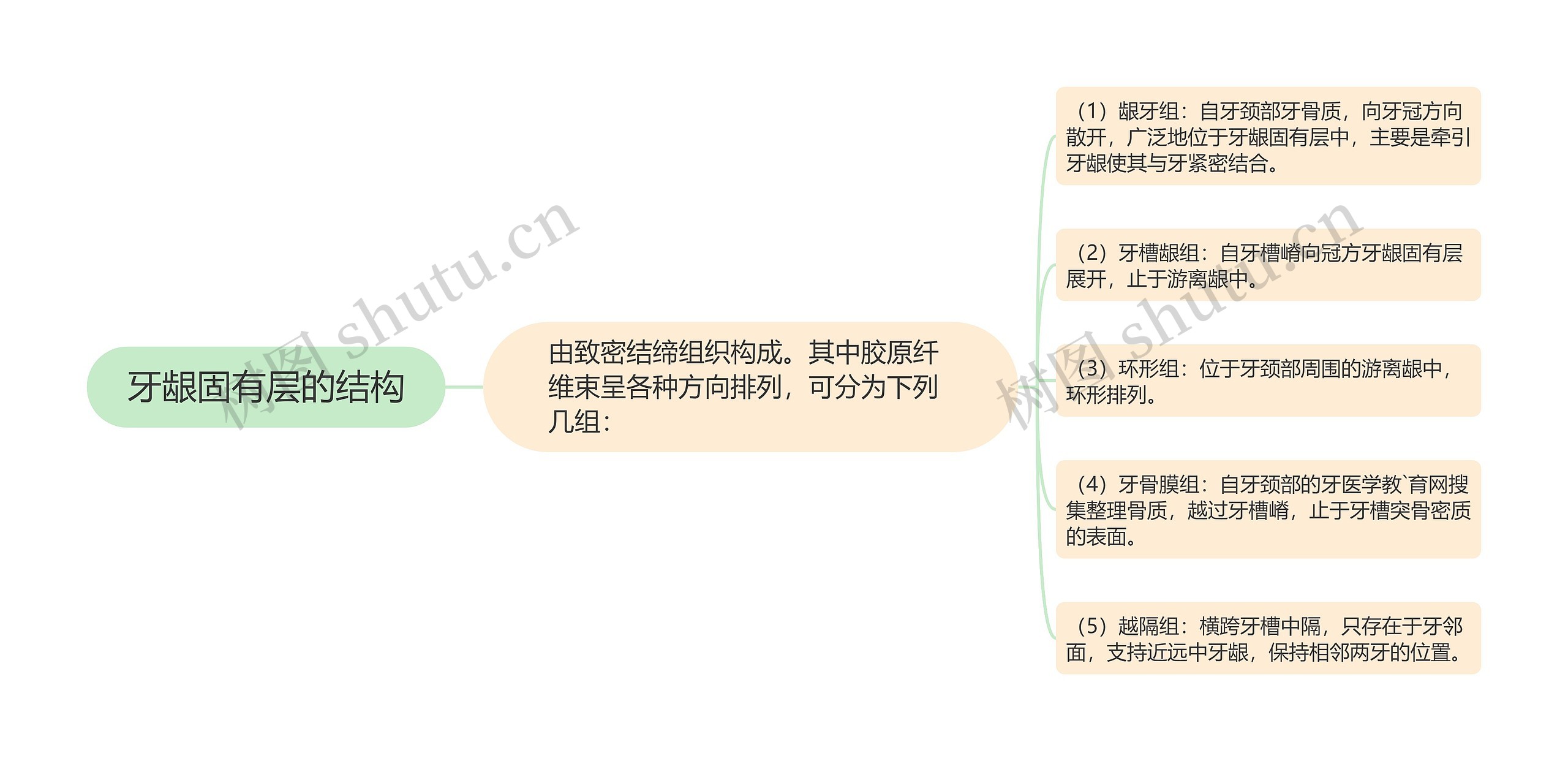 牙龈固有层的结构