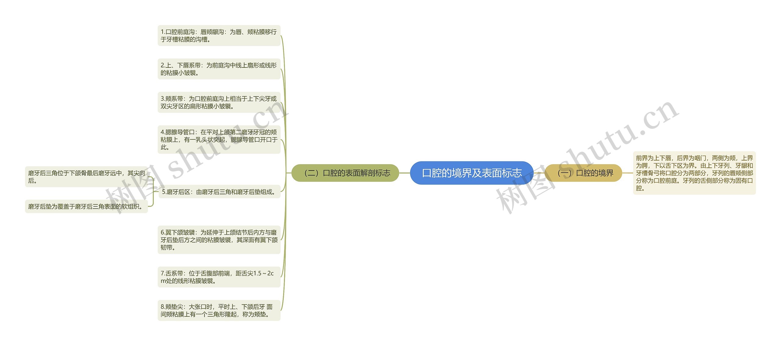 口腔的境界及表面标志