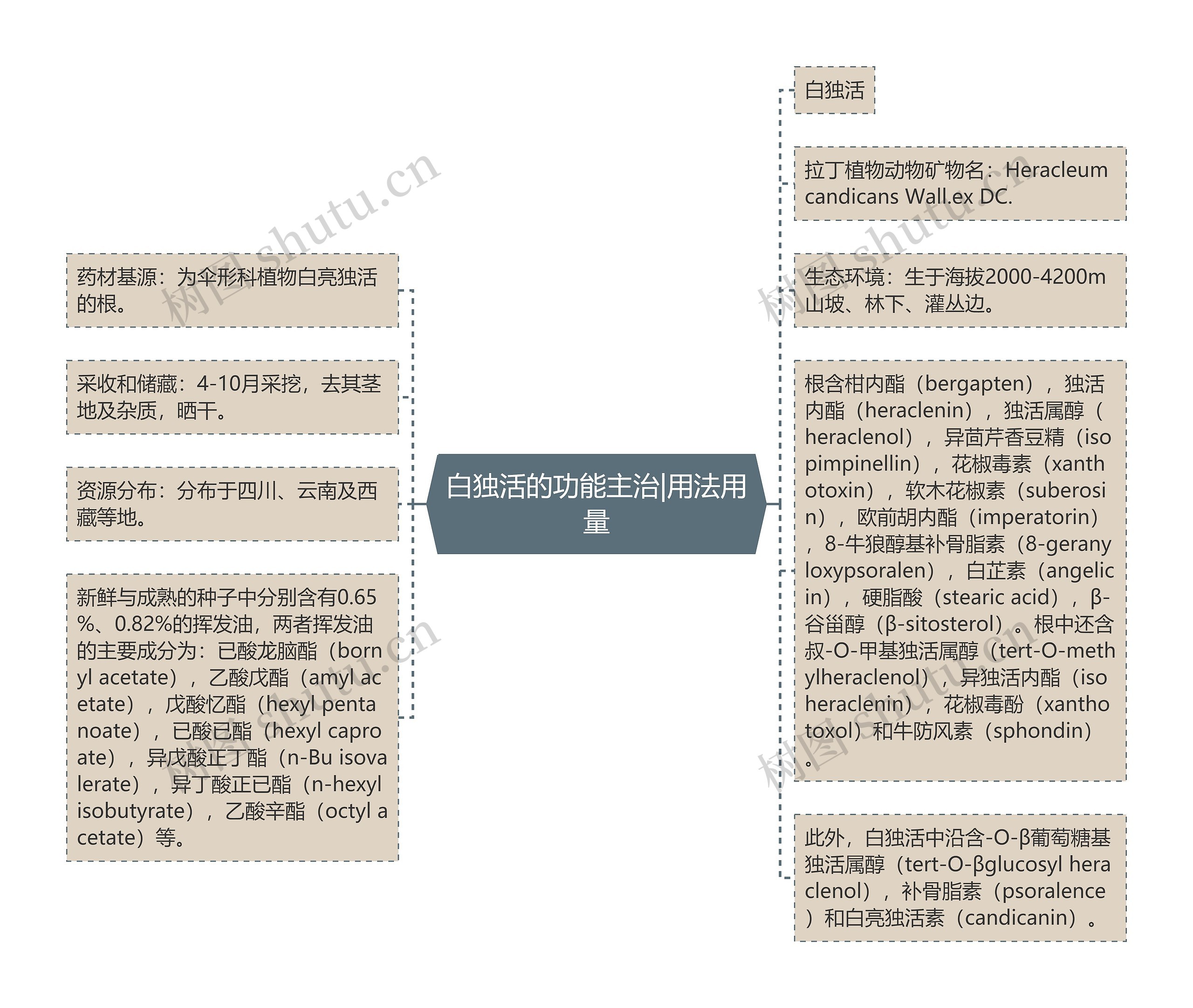 白独活的功能主治|用法用量思维导图