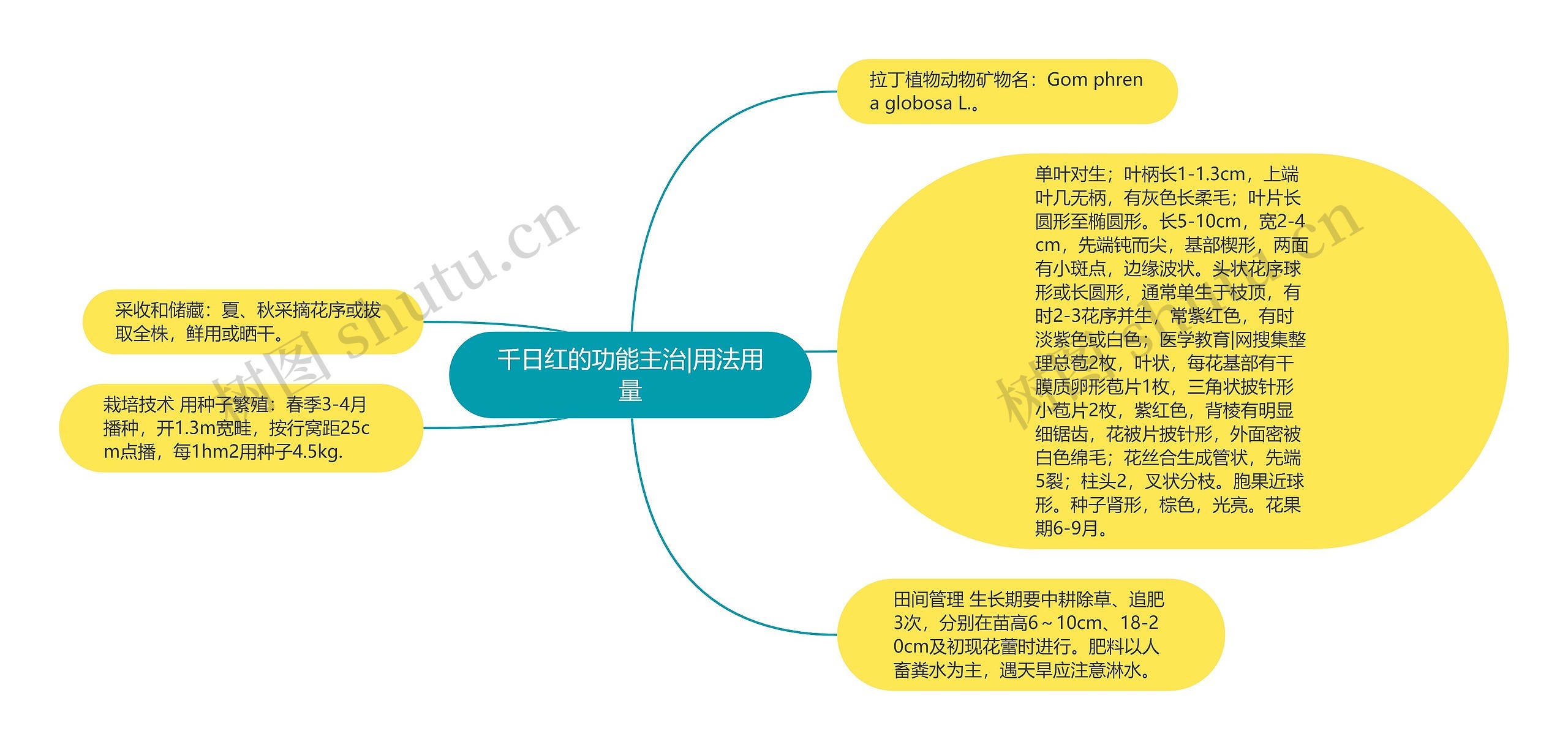 千日红的功能主治|用法用量思维导图