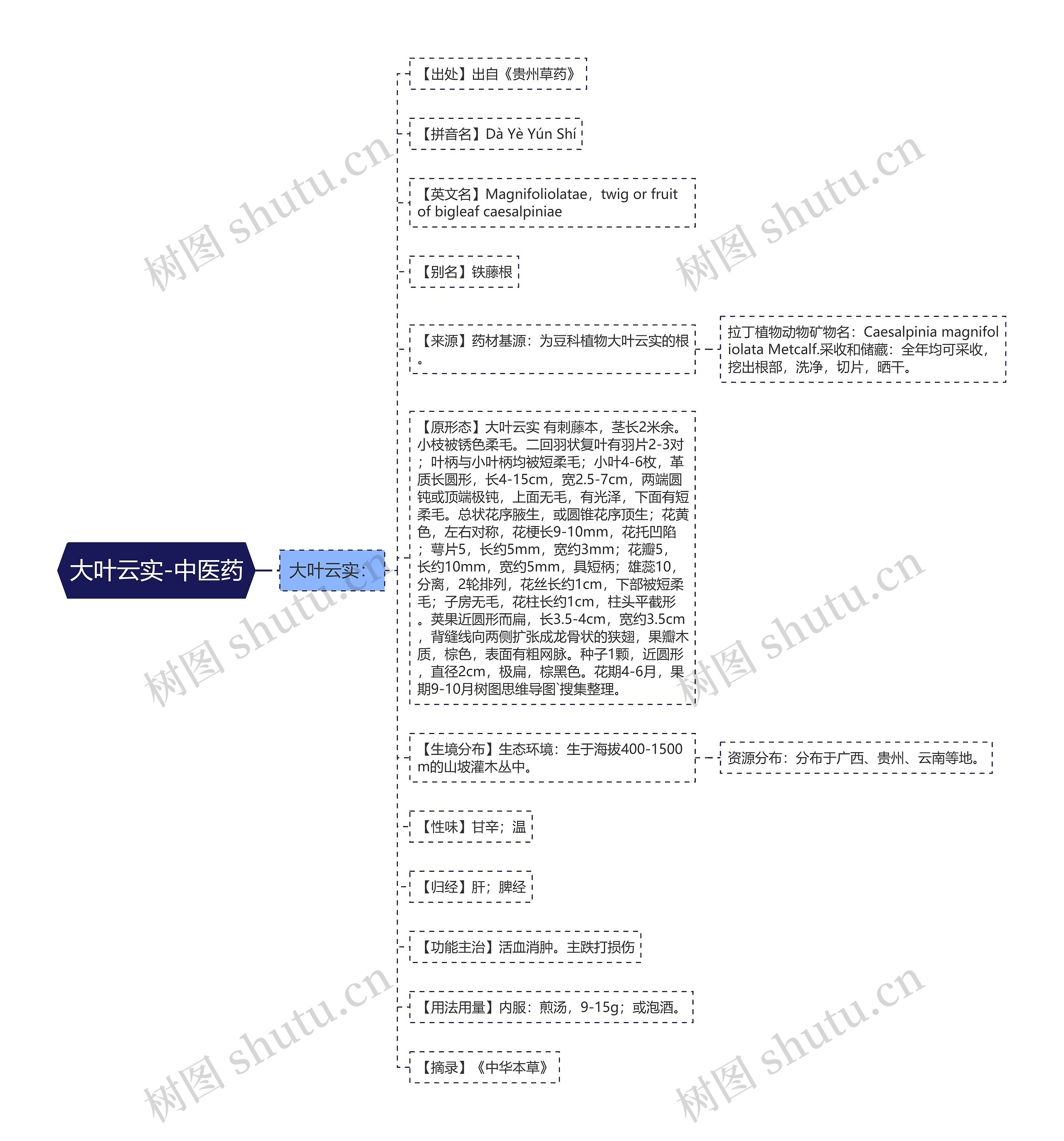 大叶云实-中医药思维导图