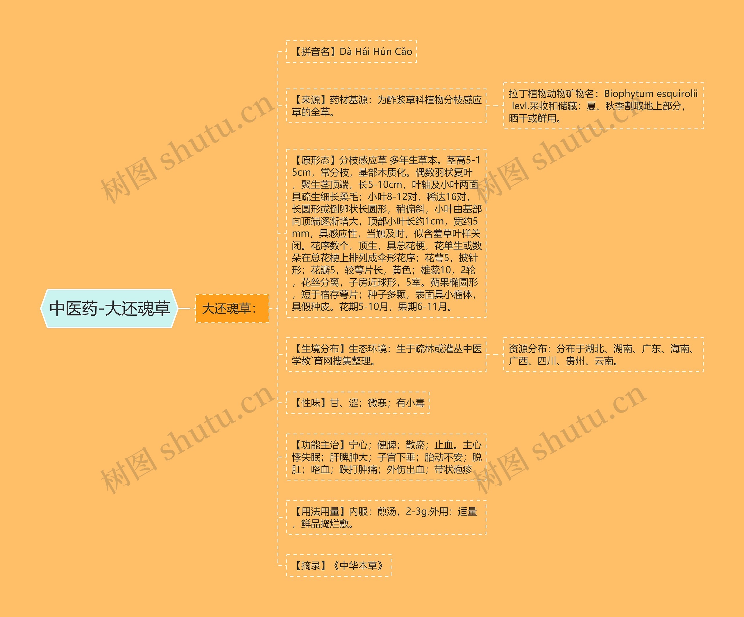 中医药-大还魂草 中医药-大还魂草