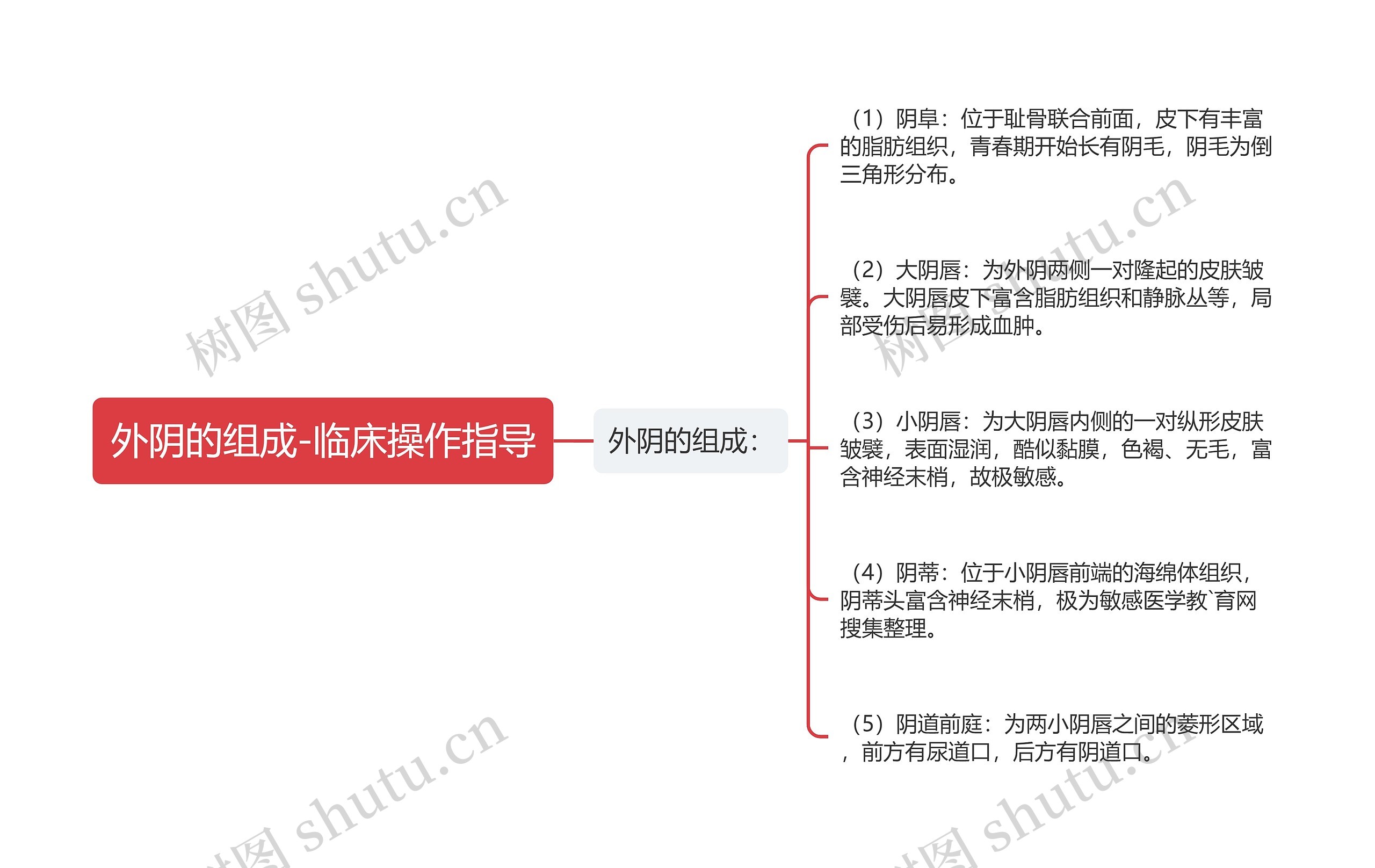 外阴的组成-临床操作指导