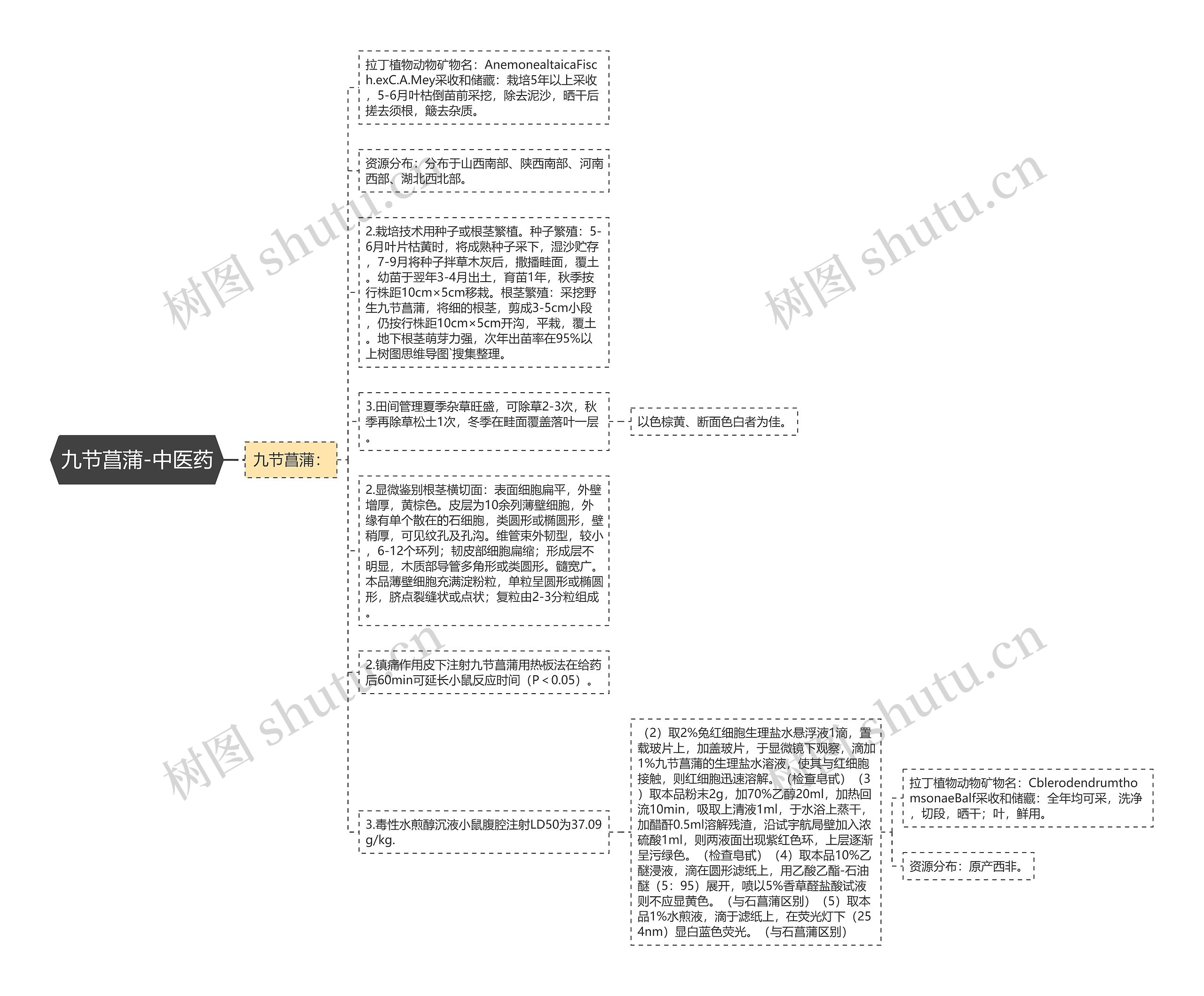 九节菖蒲-中医药思维导图