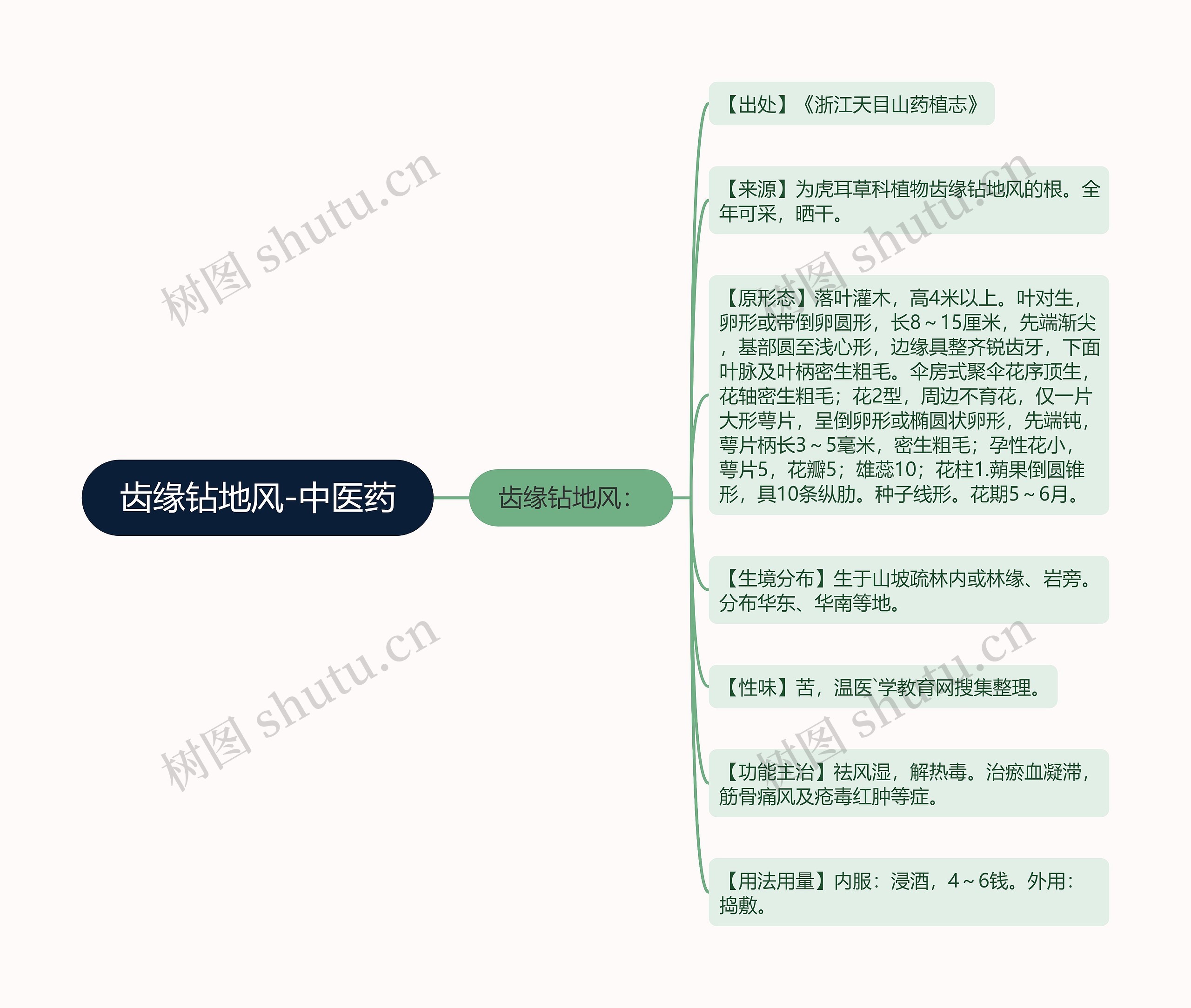 齿缘钻地风-中医药思维导图