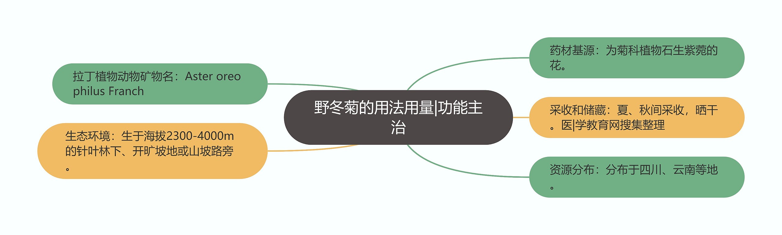 野冬菊的用法用量|功能主治思维导图