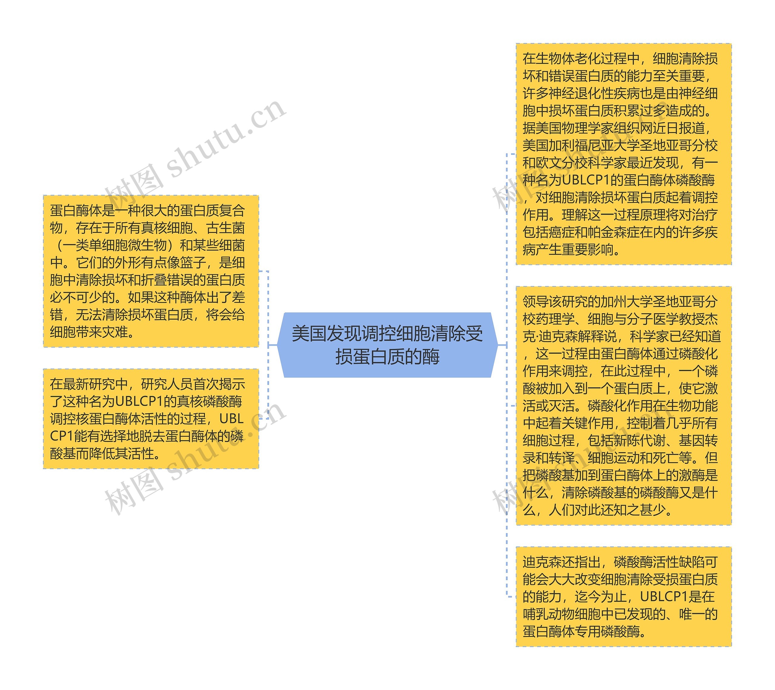 美国发现调控细胞清除受损蛋白质的酶思维导图