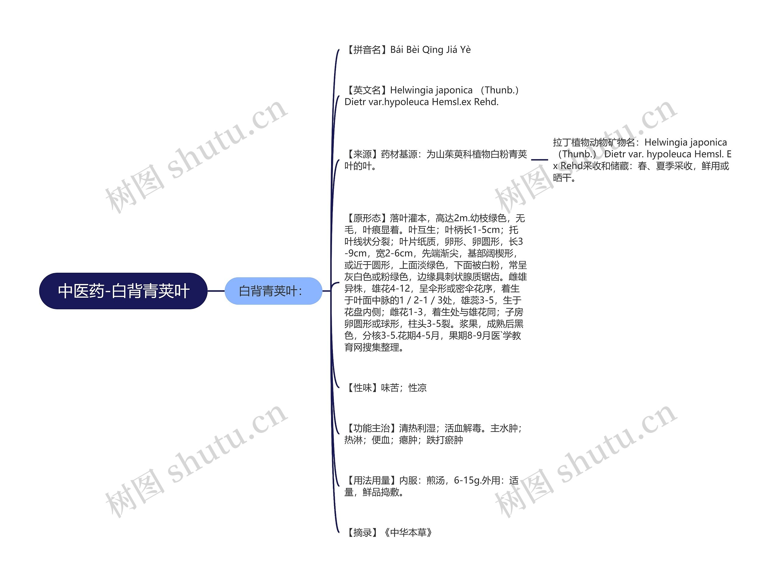 中医药-白背青荚叶思维导图