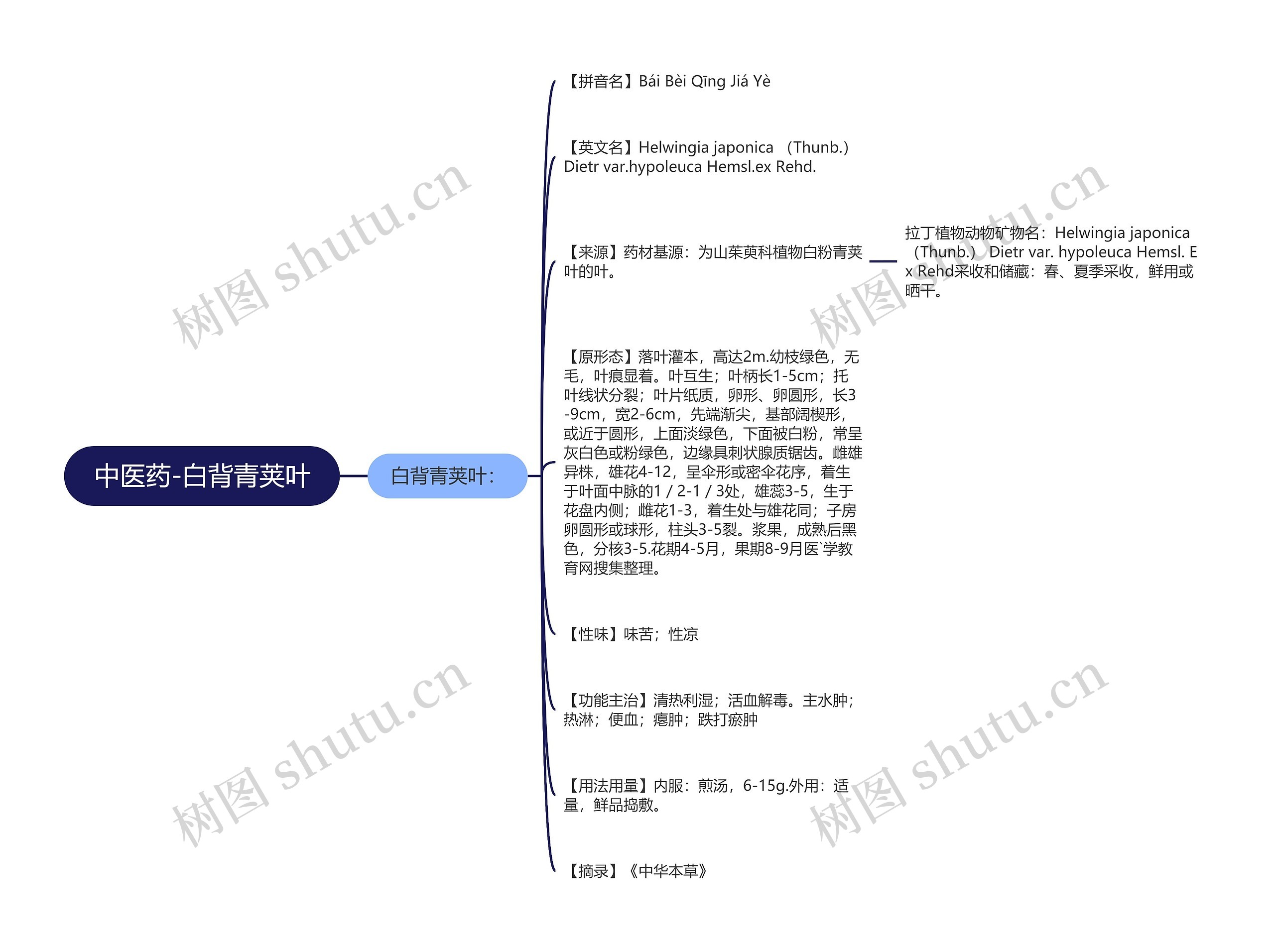 中医药-白背青荚叶 中医药-白背青荚叶
