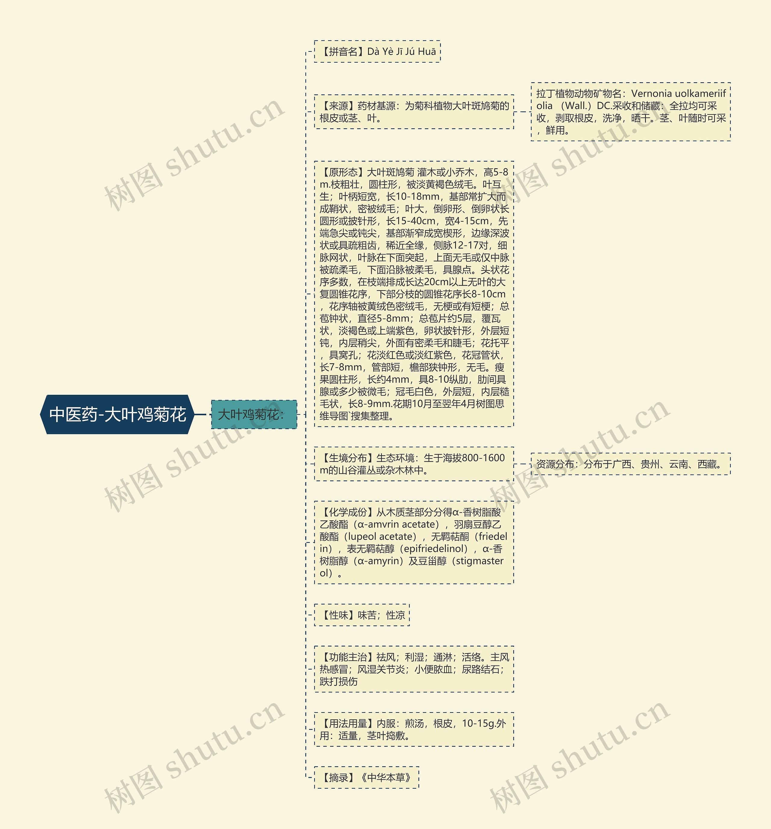 中医药-大叶鸡菊花思维导图