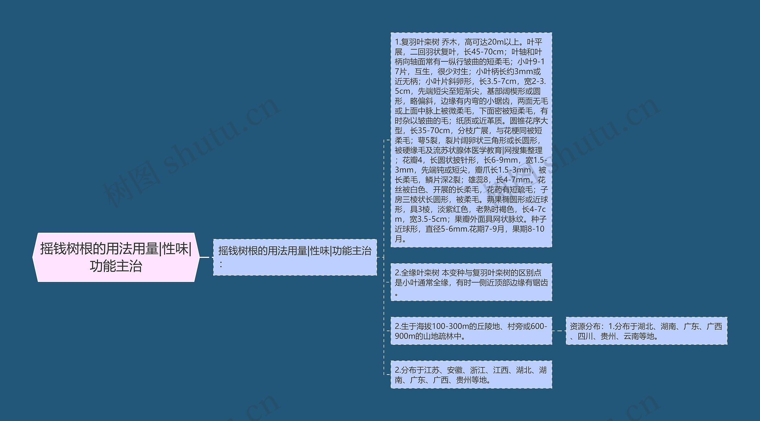 摇钱树根的用法用量|性味|功能主治