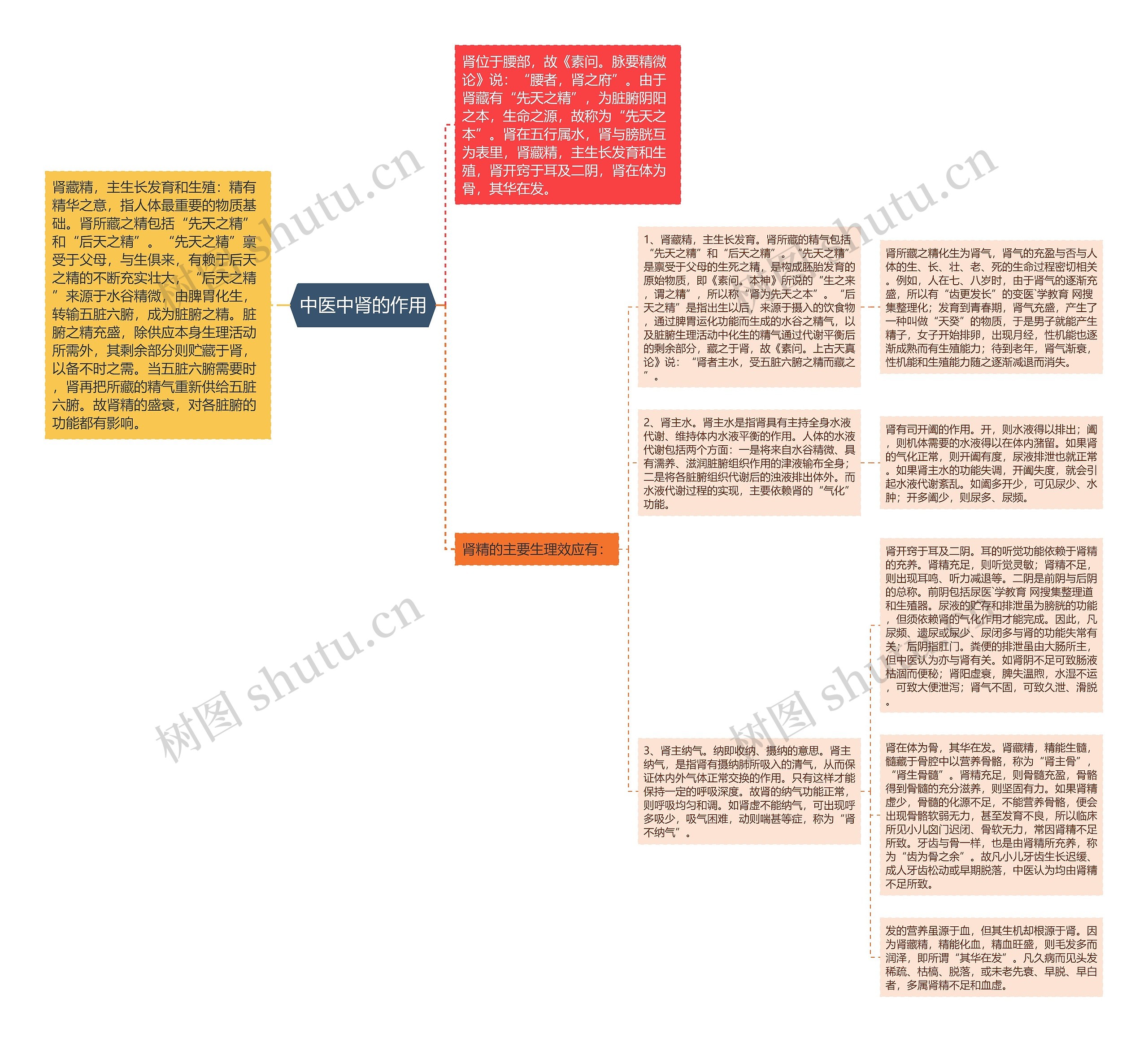 中医中肾的作用思维导图