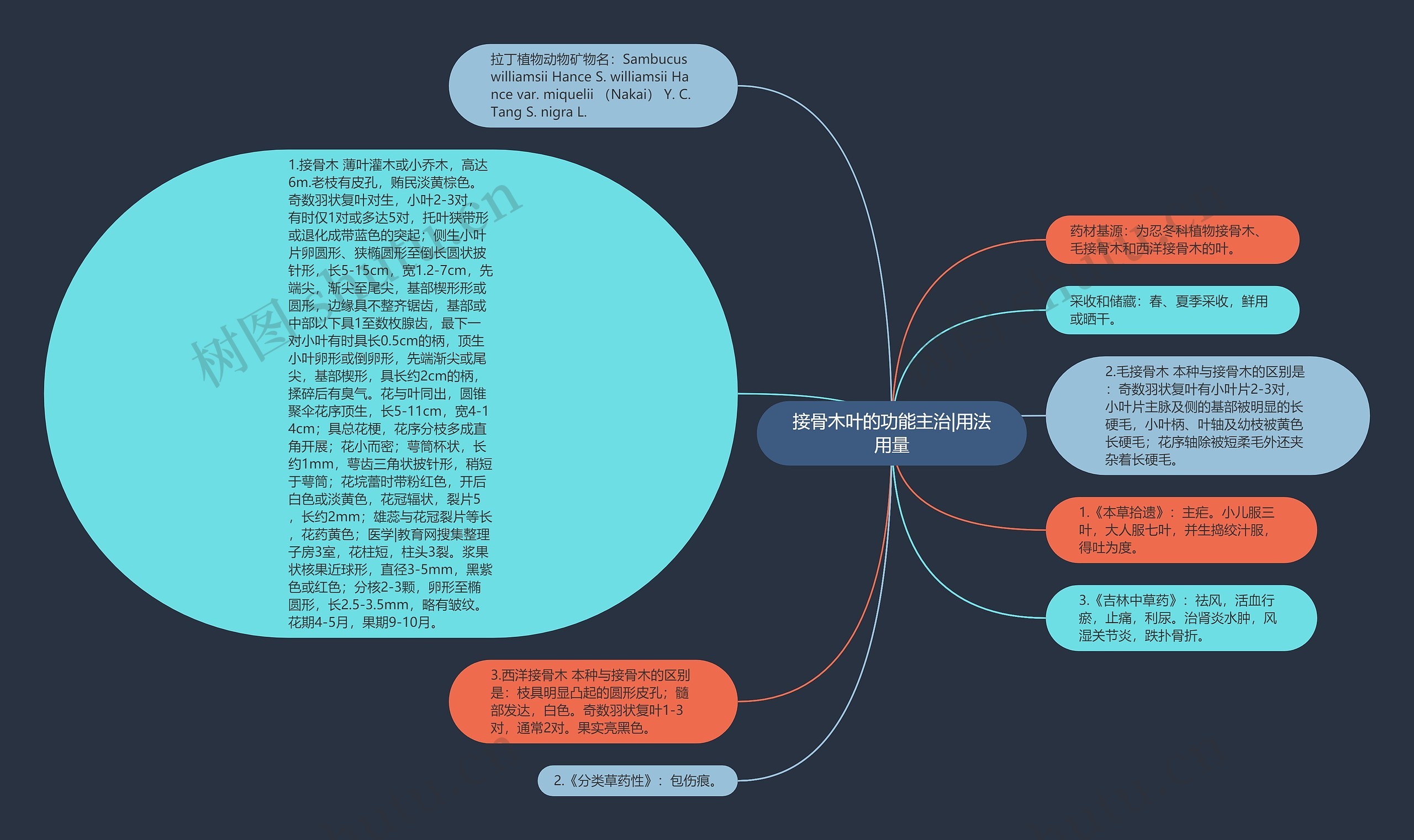 接骨木叶的功能主治|用法用量思维导图