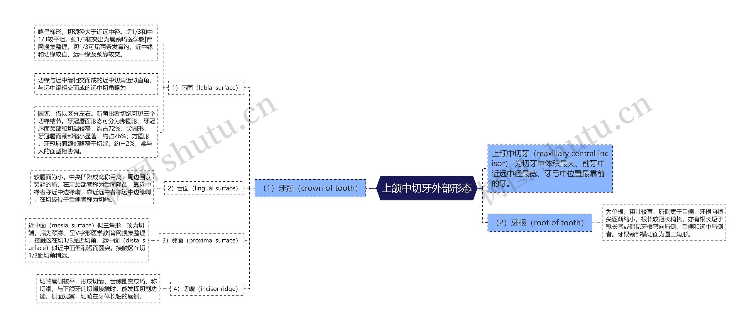 上颌中切牙外部形态思维导图