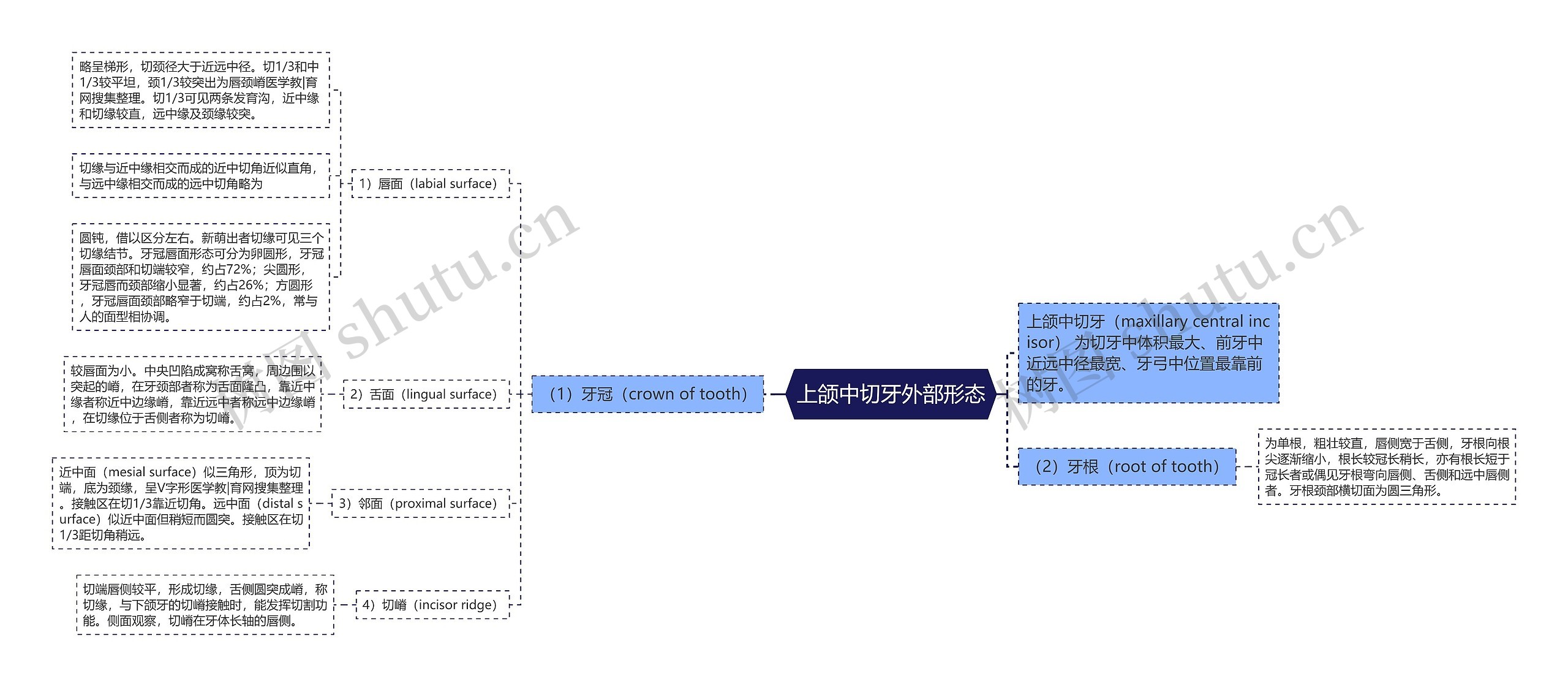 上颌中切牙外部形态 上颌中切牙外部形态