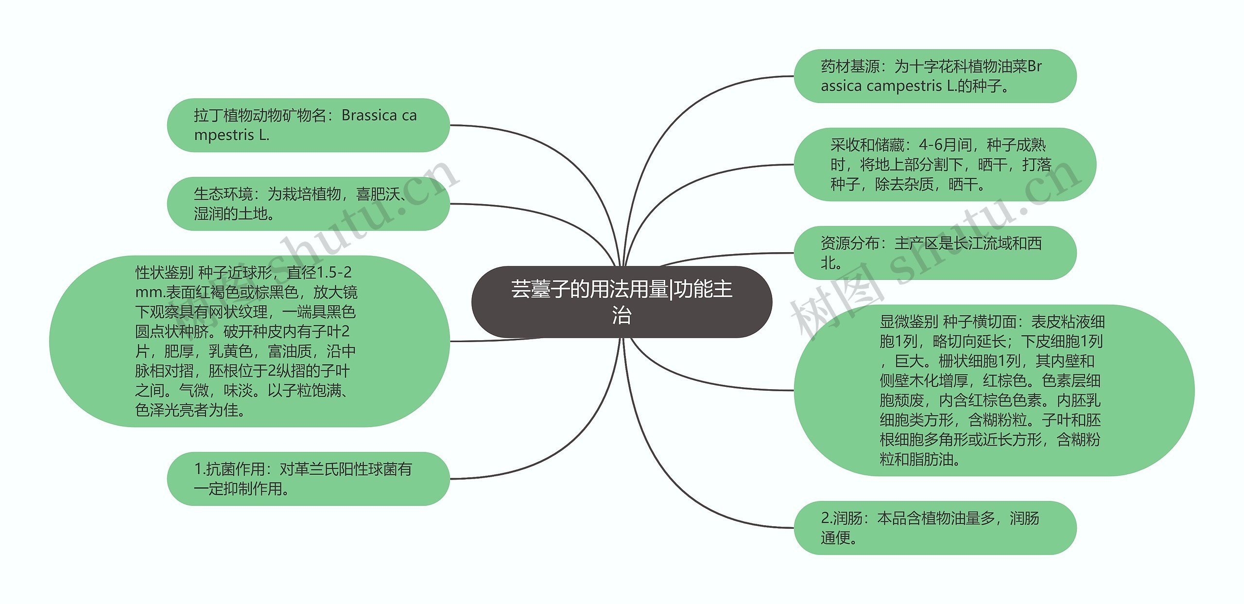 芸薹子的用法用量|功能主治思维导图