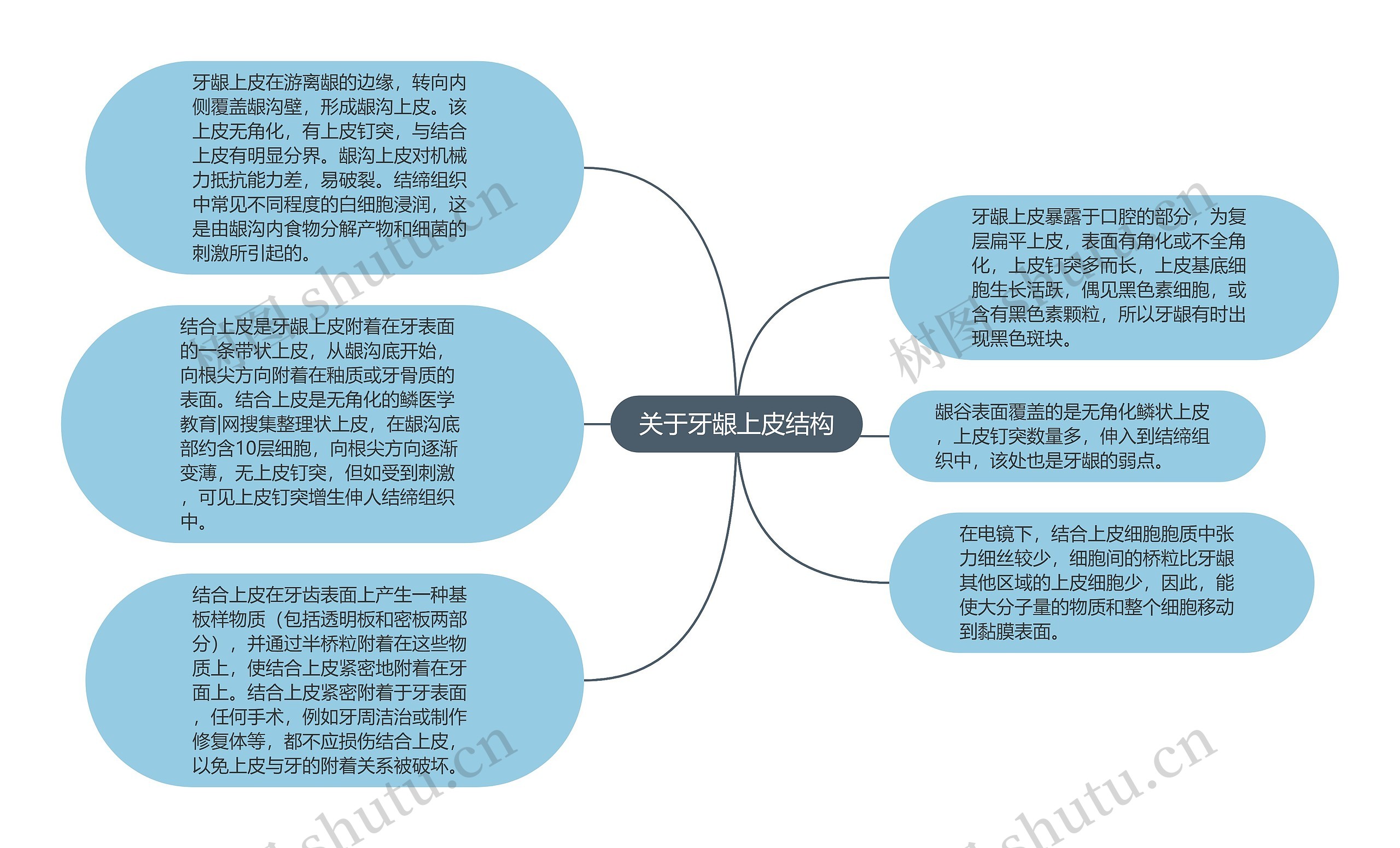 关于牙龈上皮结构思维导图