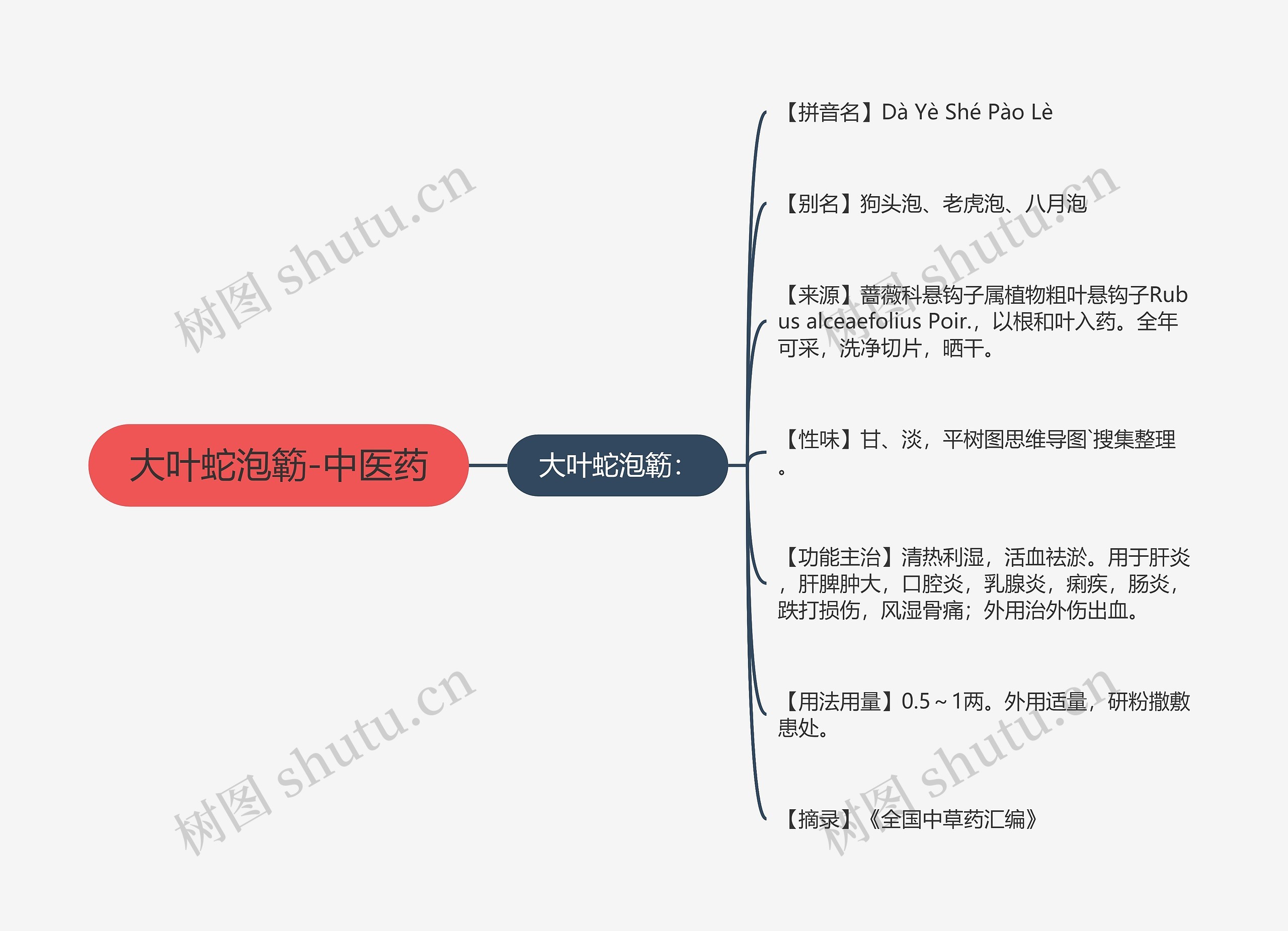 大叶蛇泡簕-中医药思维导图