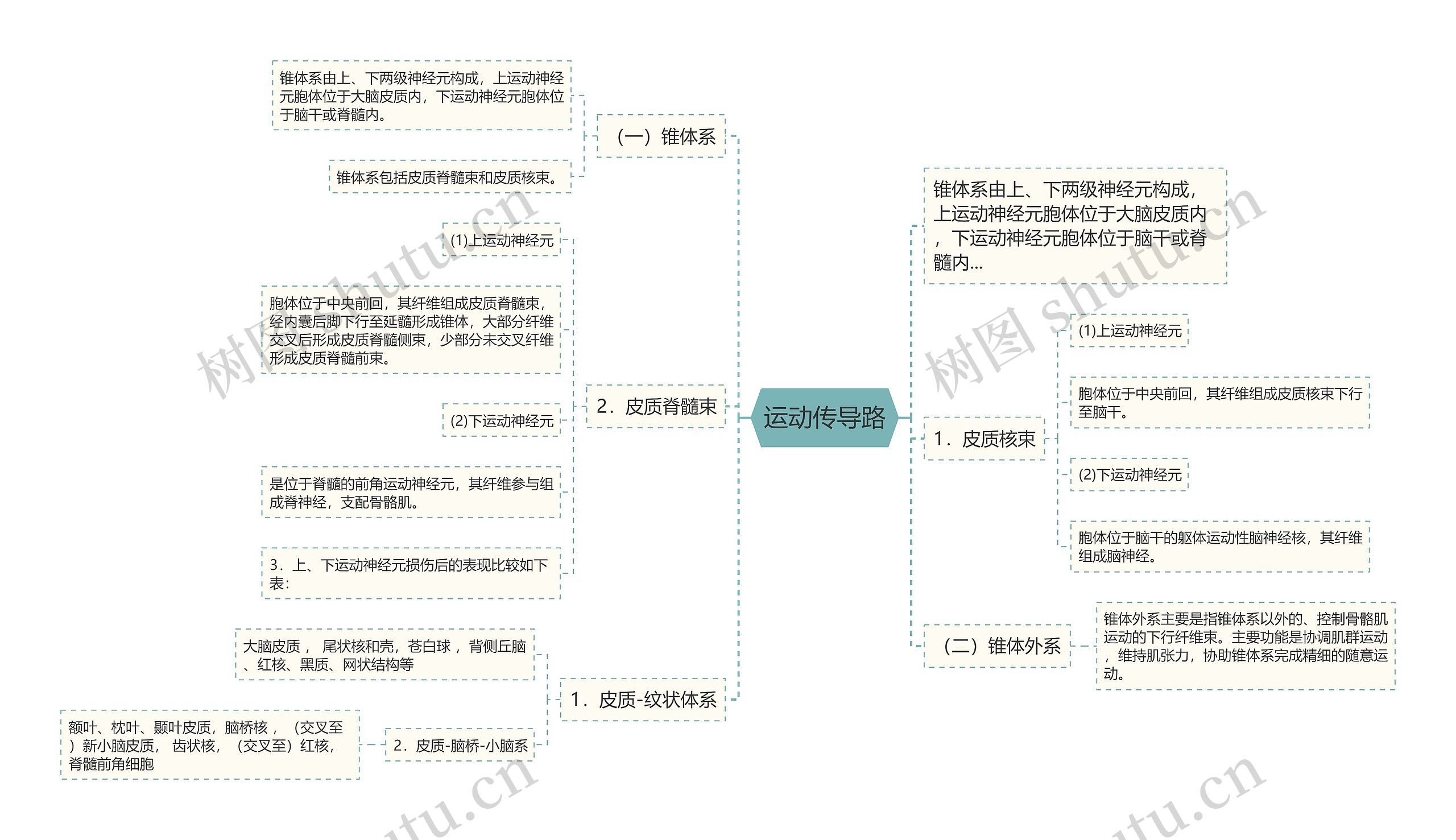 运动传导路思维导图