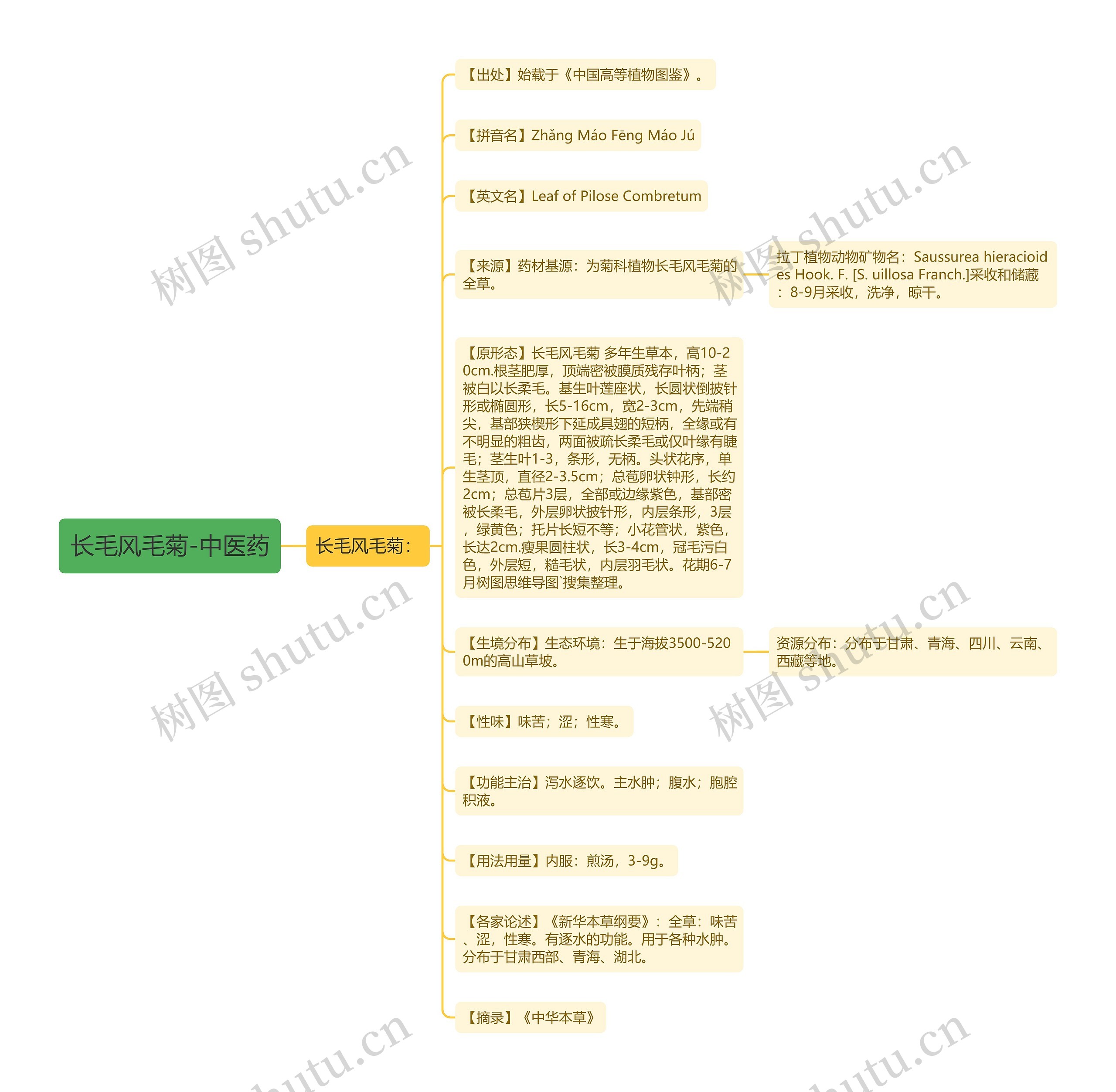 长毛风毛菊-中医药 长毛风毛菊-中医药