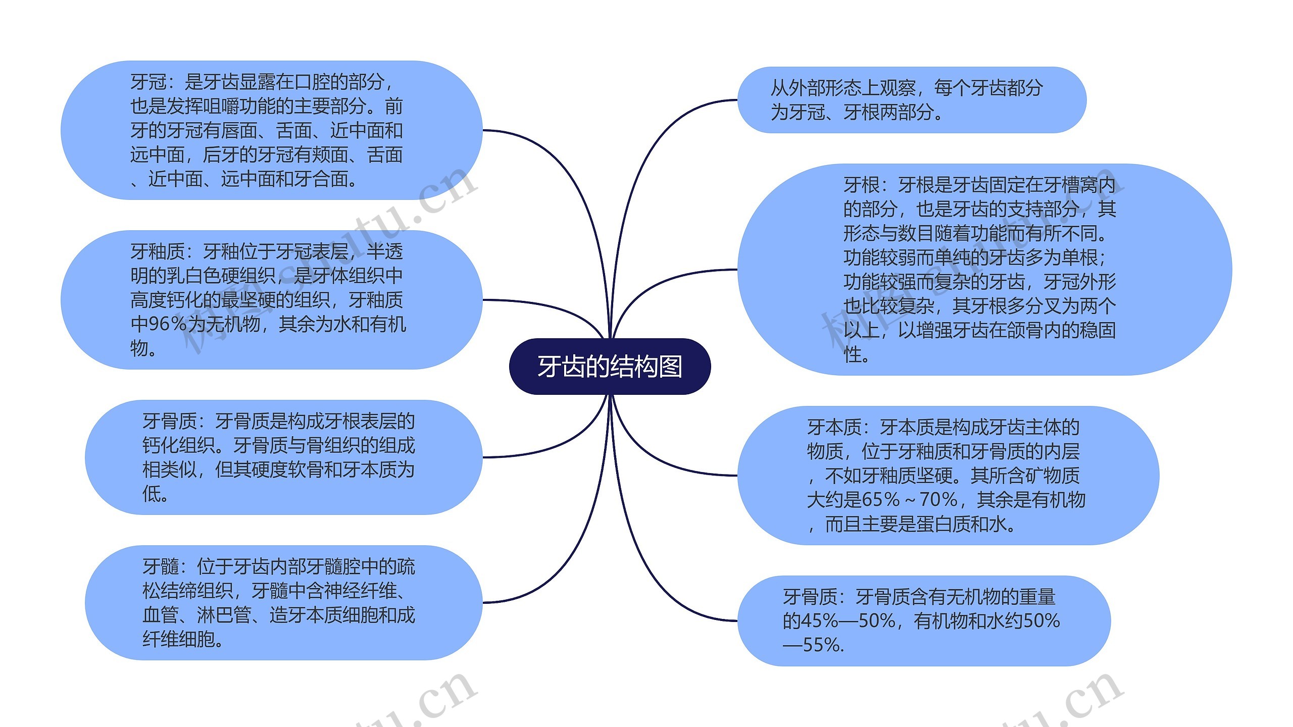 牙齿的结构图