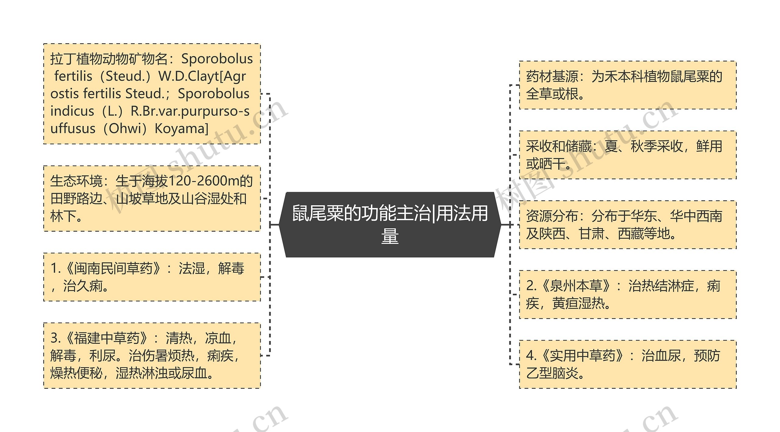 鼠尾粟的功能主治|用法用量思维导图