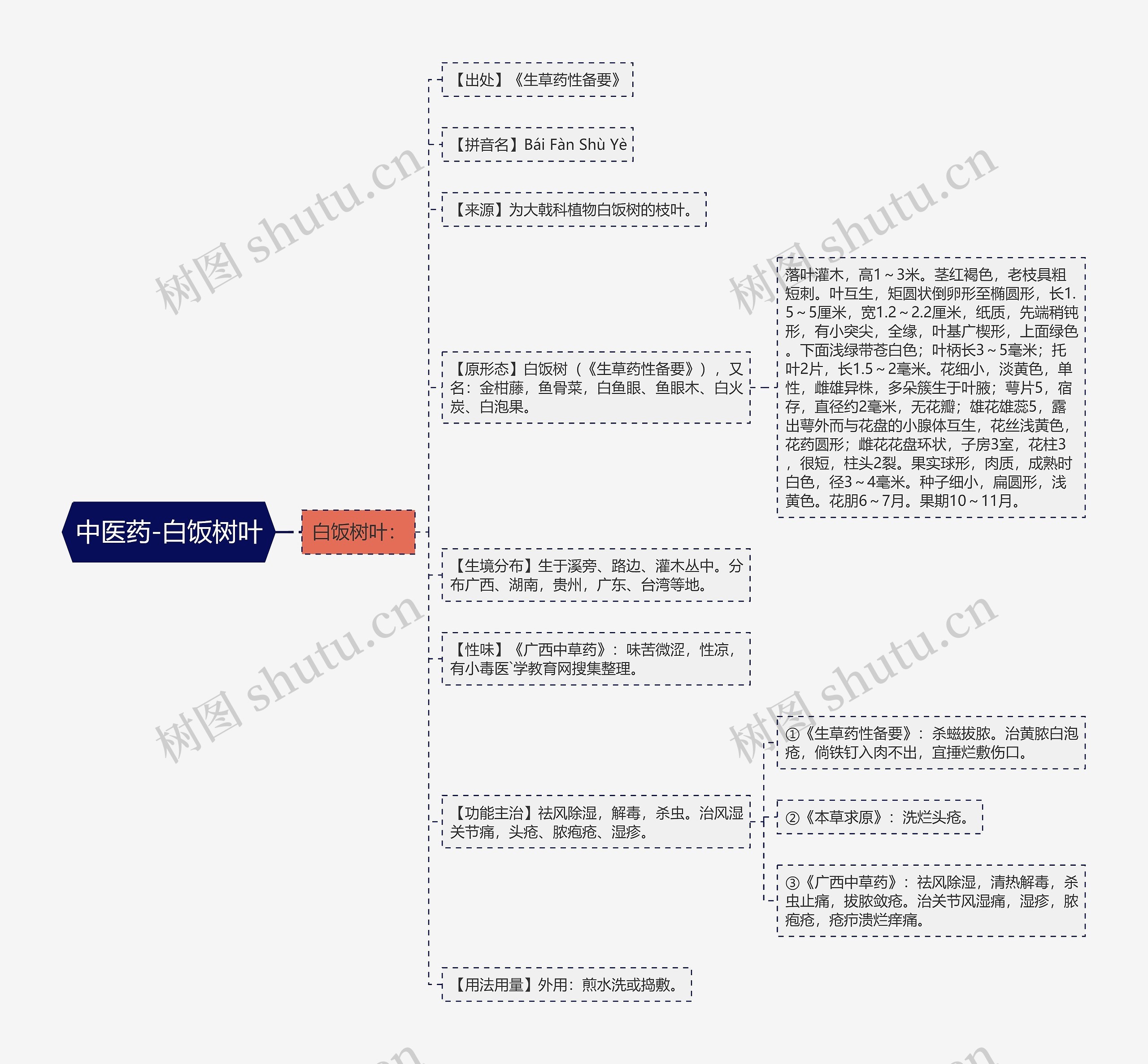 中医药-白饭树叶 中医药-白饭树叶