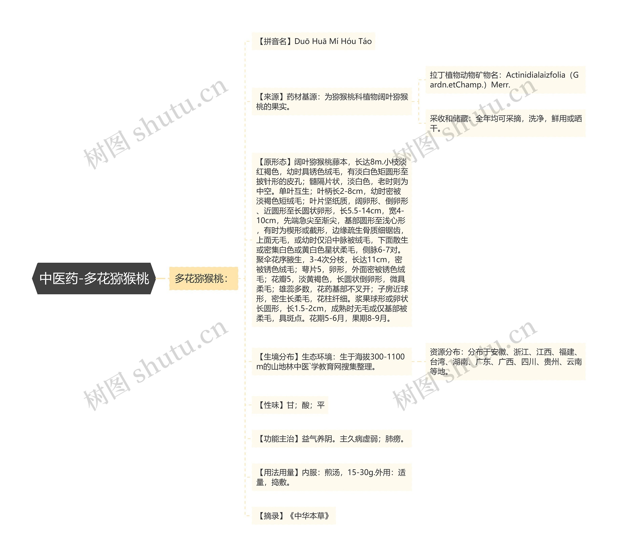 中医药-多花猕猴桃 中医药-多花猕猴桃