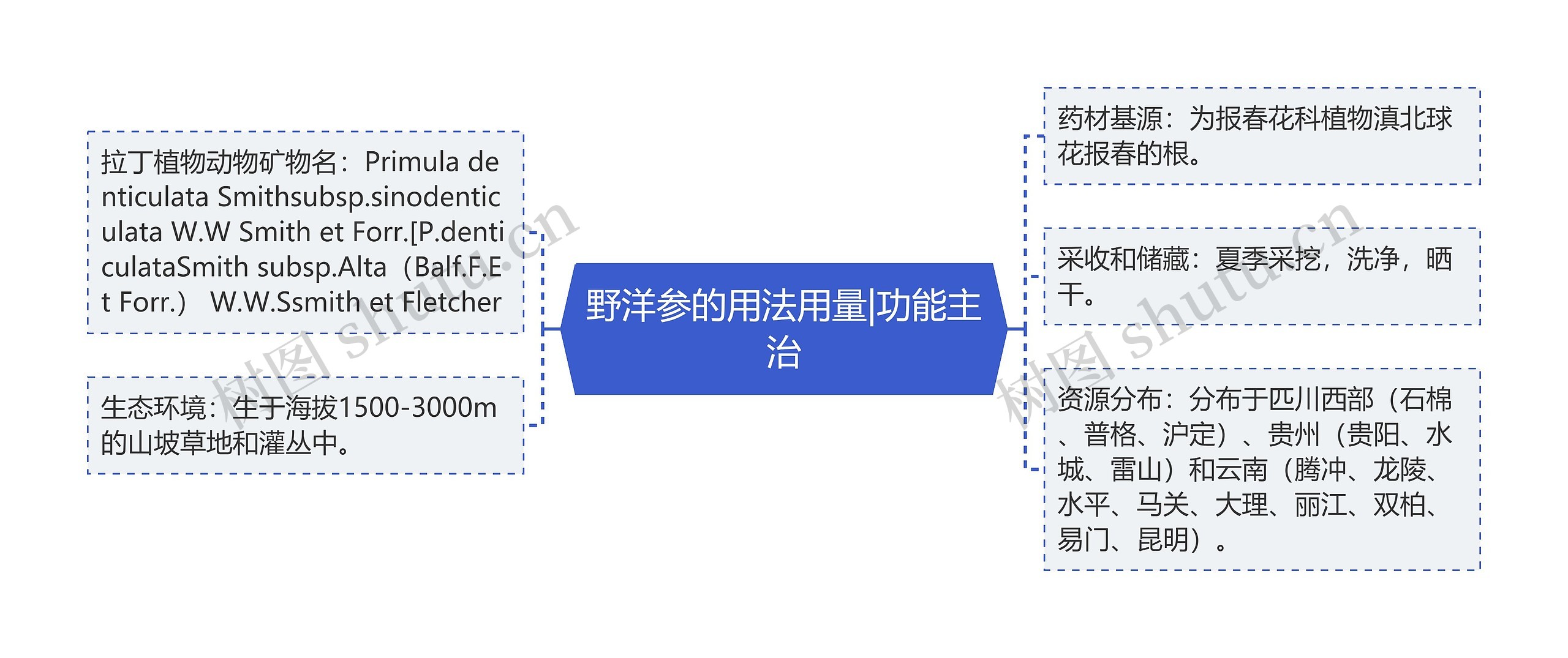 野洋参的用法用量|功能主治