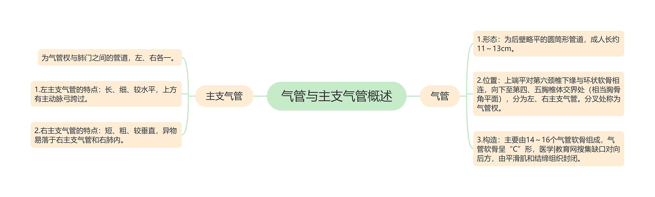 气管与主支气管概述思维导图