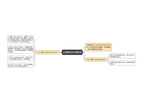 上颌侧切牙外部形态