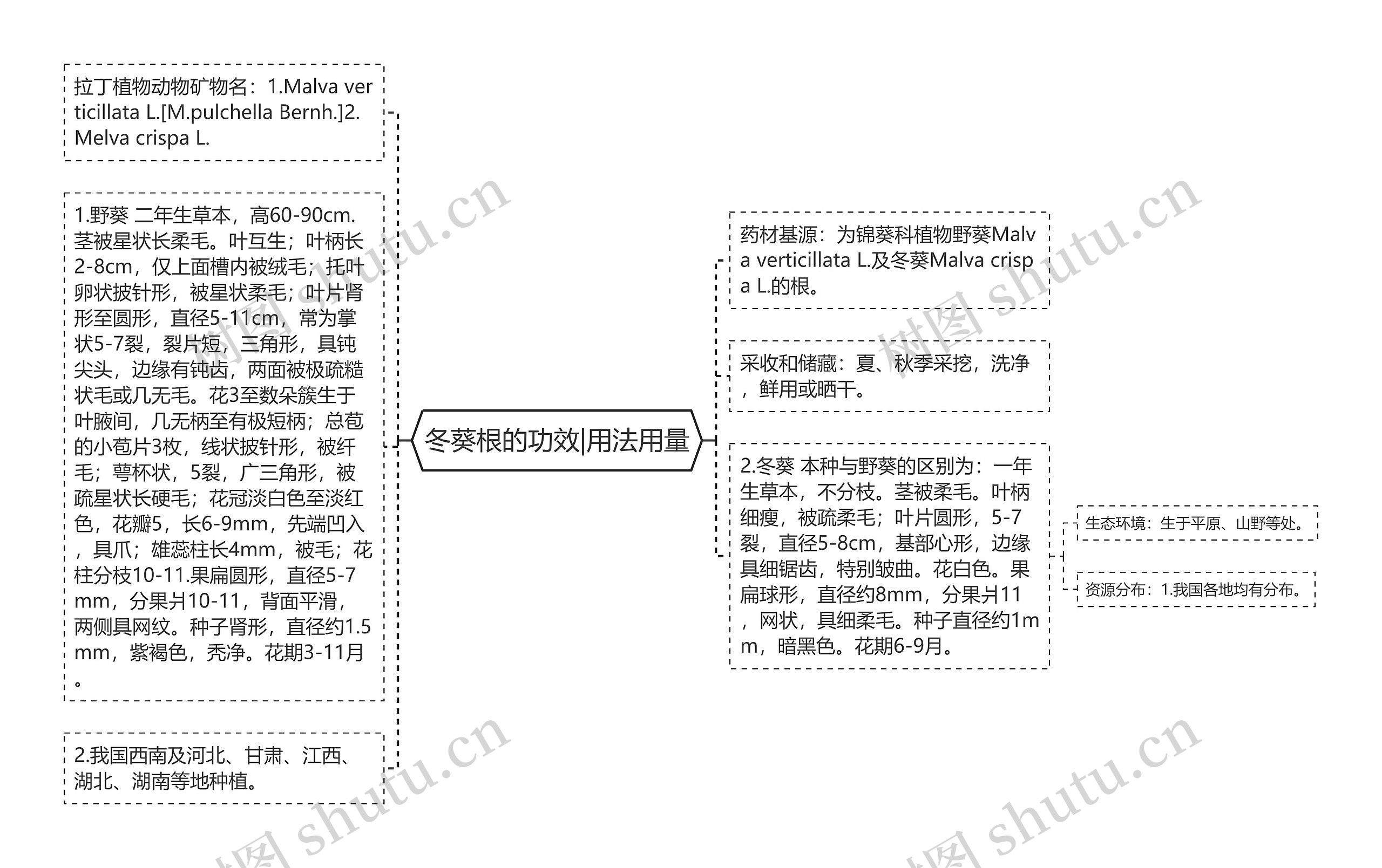 冬葵根的功效|用法用量思维导图