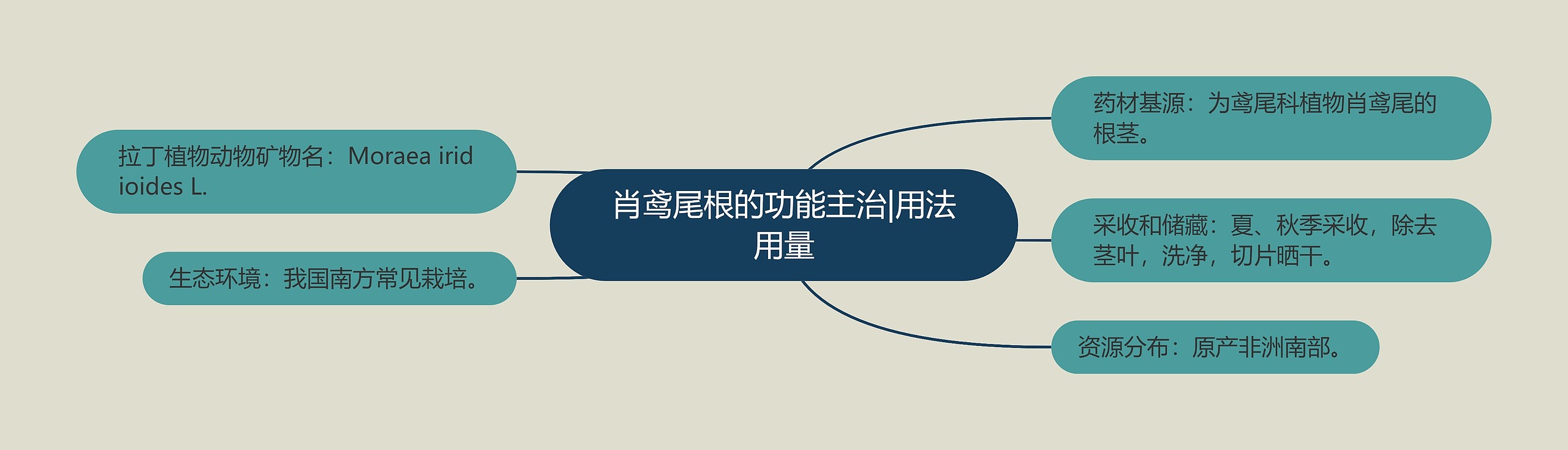 肖鸢尾根的功能主治|用法用量 肖鸢尾根的功能主治|用法用量