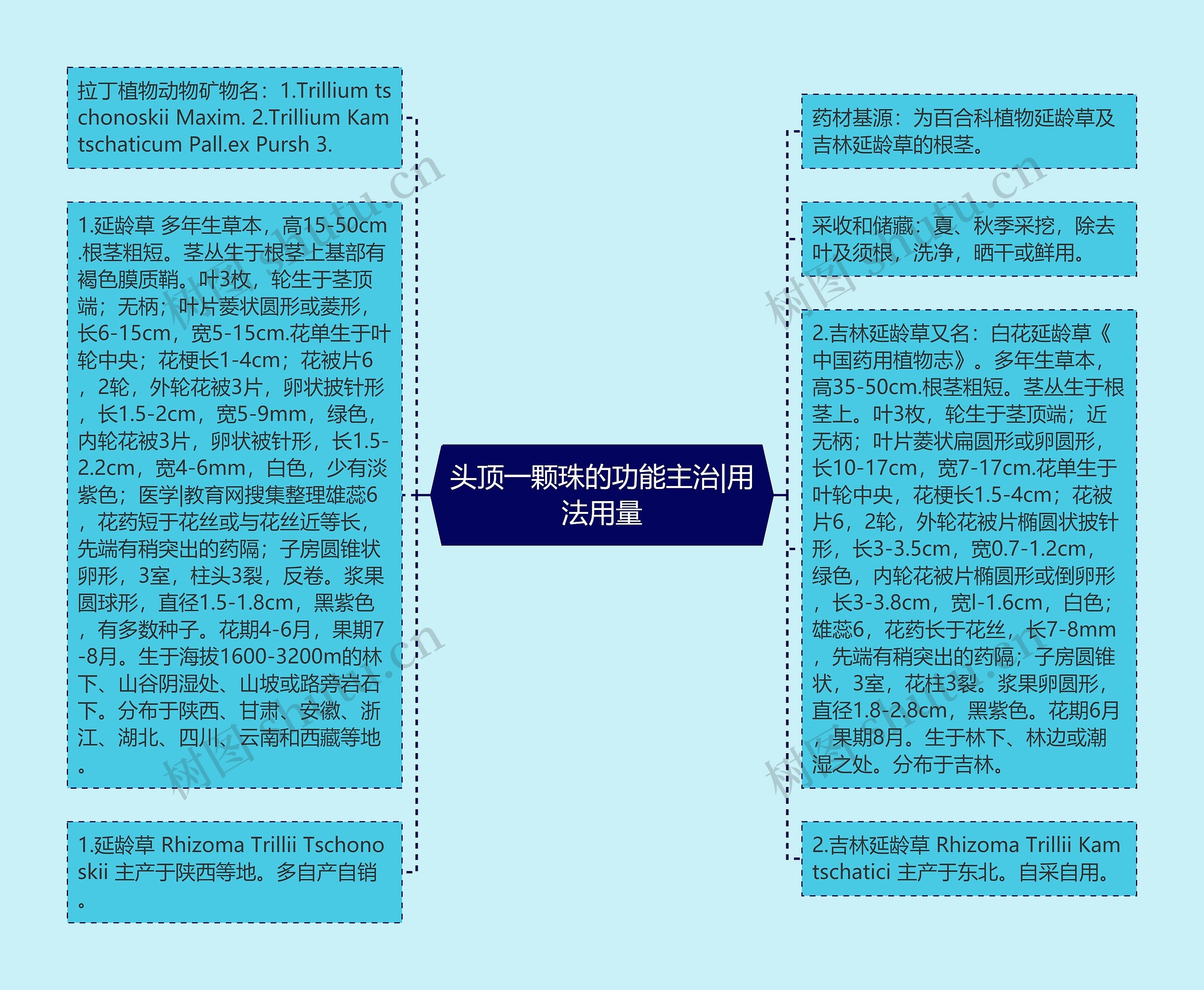 头顶一颗珠的功能主治|用法用量